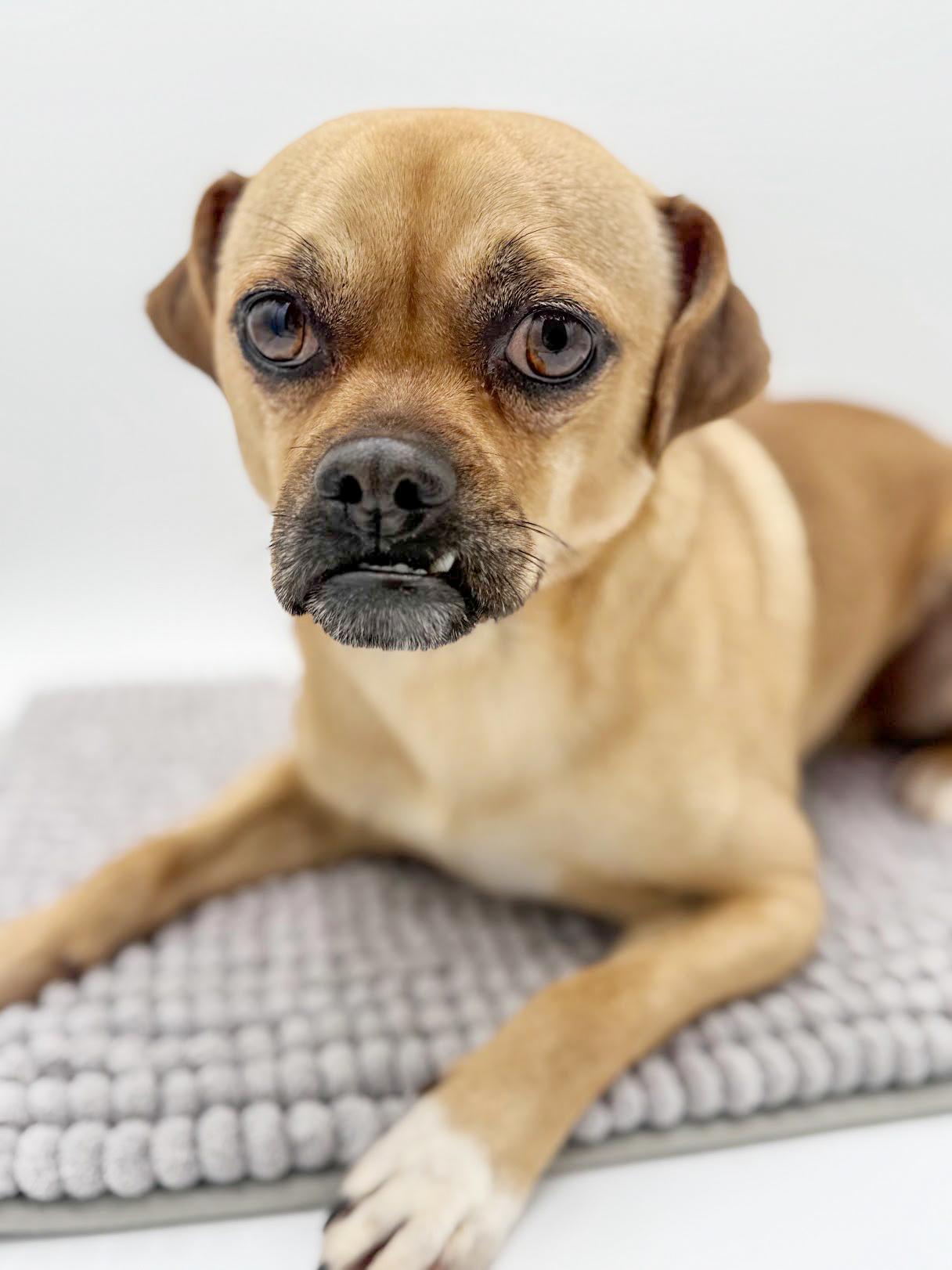 Enlarge Bowser is a cuttie patootie!  Pug mix tiny cutie!  VIDEOS!, a ADOPTABLE mixed breed in Bedford Hills, NY image 4/6