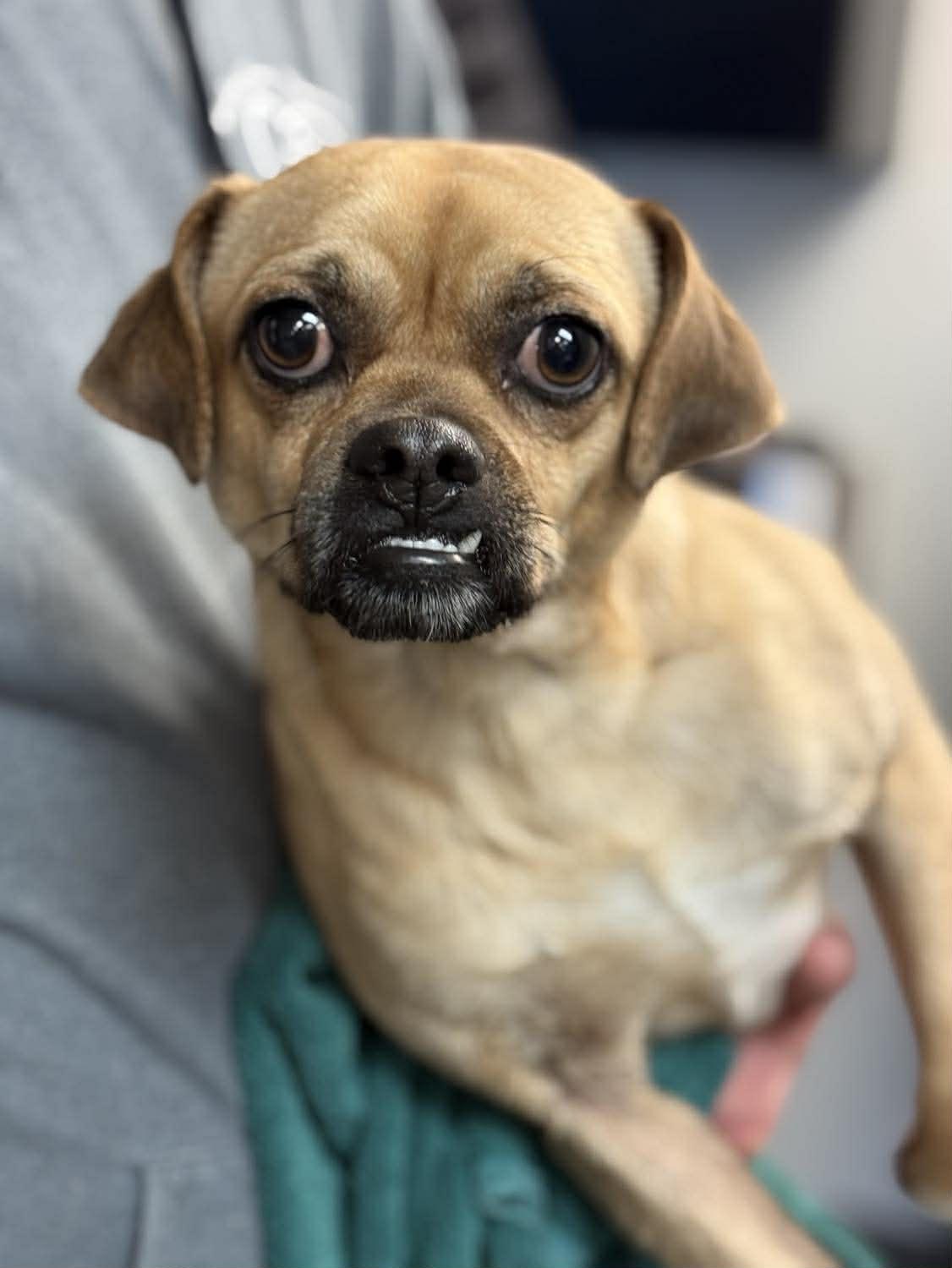 Bowser is a cuttie patootie!  Pug mix tiny cutie!  VIDEOS!, ADOPTABLE, Young Male Pug & Chihuahua.