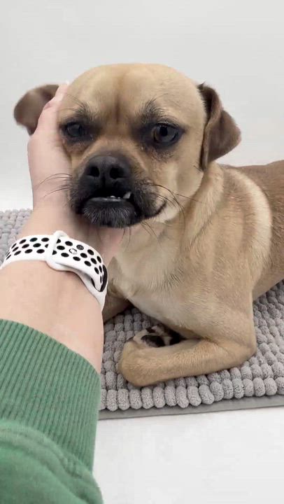 Enlarge Bowser is a cuttie patootie!  Pug mix tiny cutie!  VIDEOS!, a ADOPTABLE mixed breed in Bedford Hills, NY video 5/6
