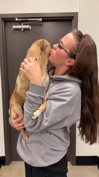 Enlarge Bowser is a cuttie patootie!  Pug mix tiny cutie!  VIDEOS!, a ADOPTABLE mixed breed in Bedford Hills, NY video 2/6