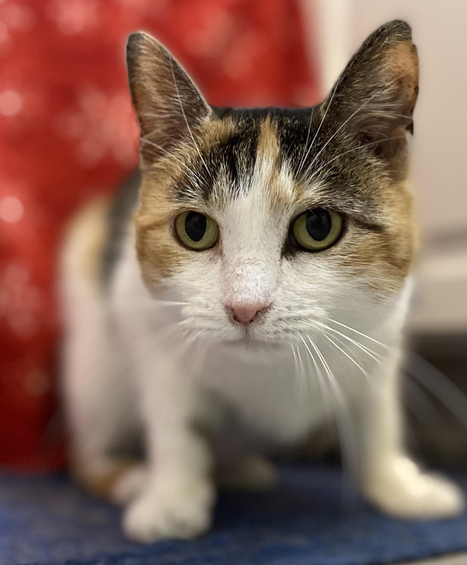 Enlarge Swiss Miss, an adopted Domestic Short Hair in York, PA image 1/6