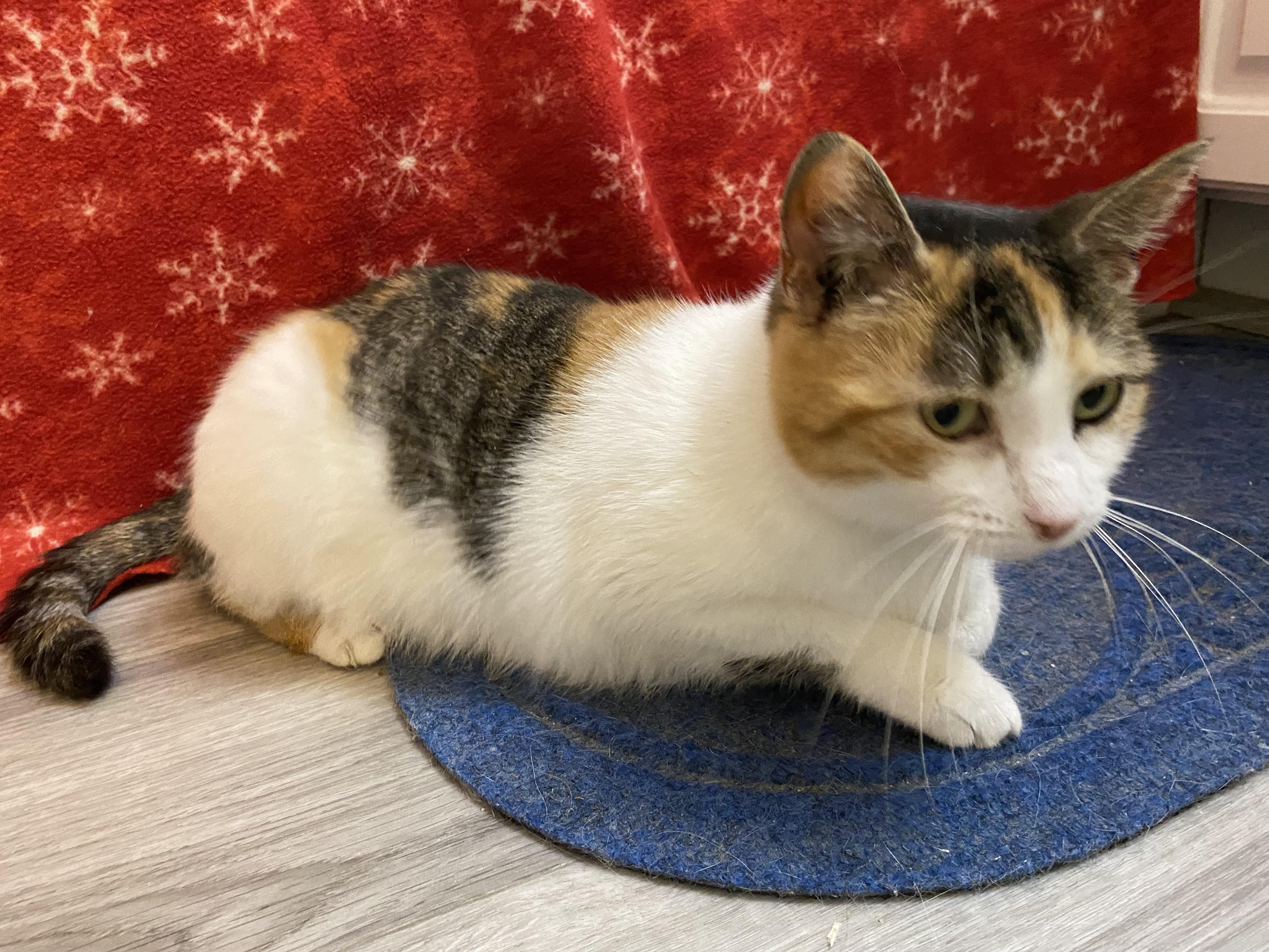 Enlarge Swiss Miss, an adopted Domestic Short Hair in York, PA image 2/6