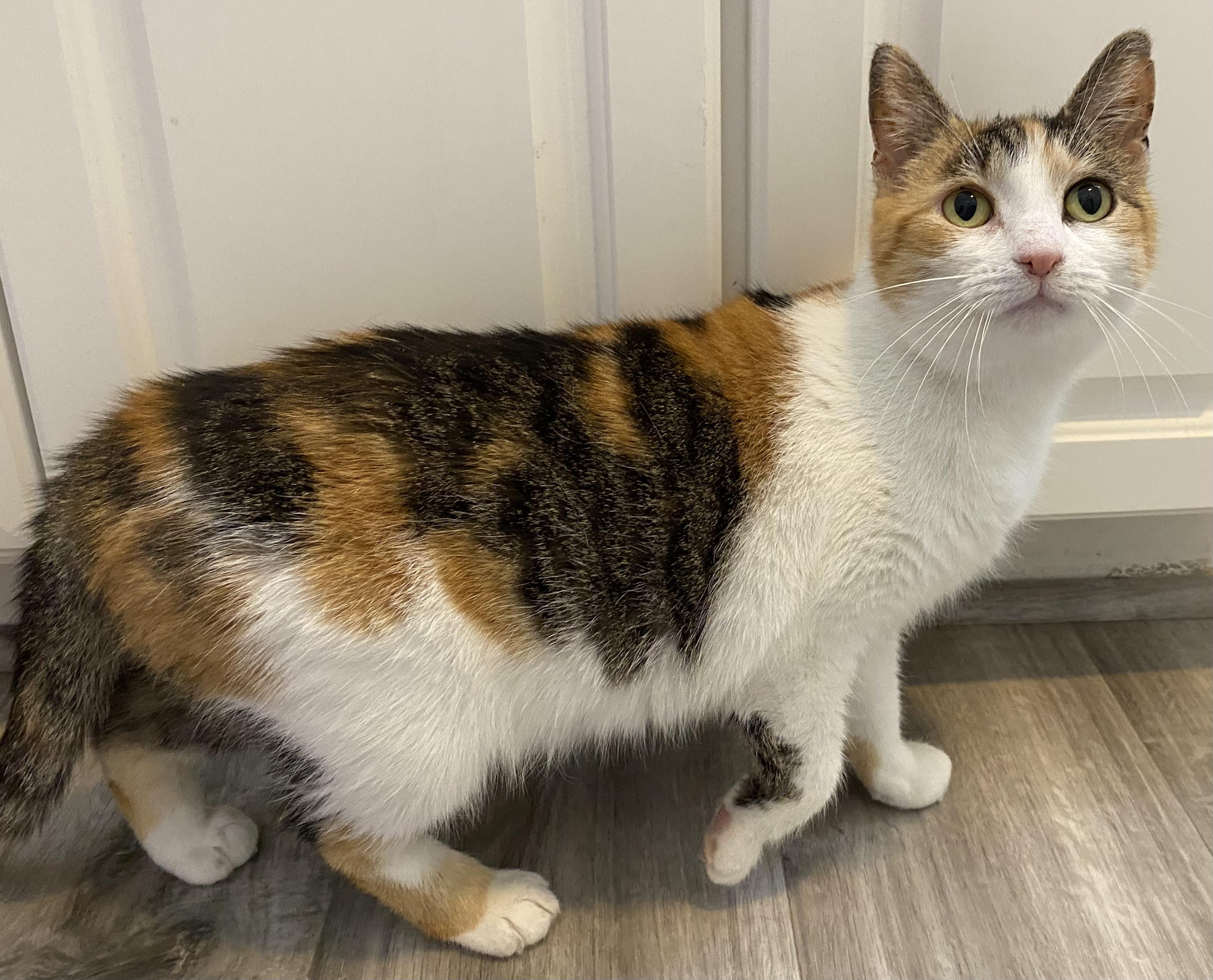 Enlarge Swiss Miss, an adopted Domestic Short Hair in York, PA image 3/6