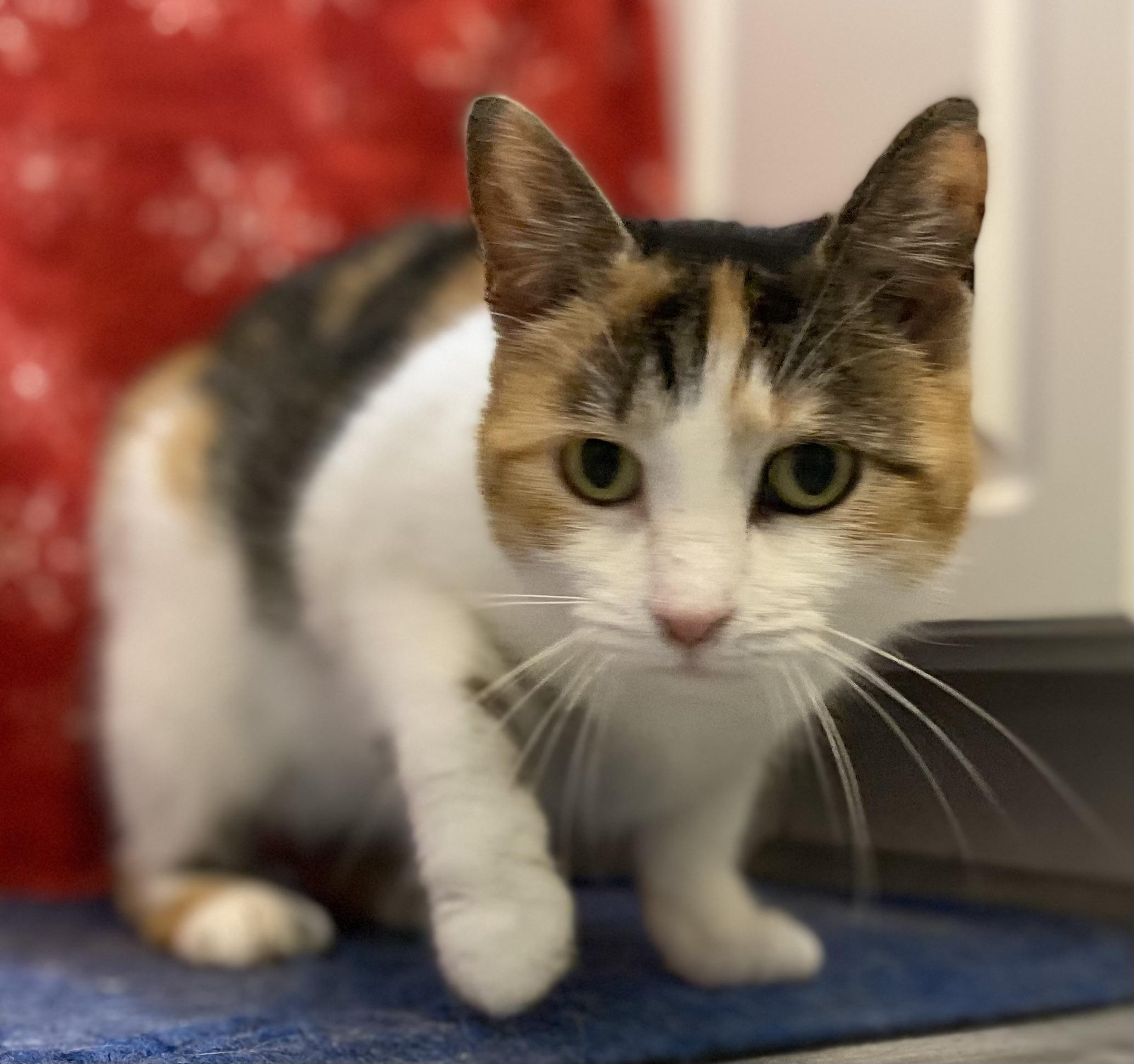 Enlarge Swiss Miss, an adopted Domestic Short Hair in York, PA image 4/6