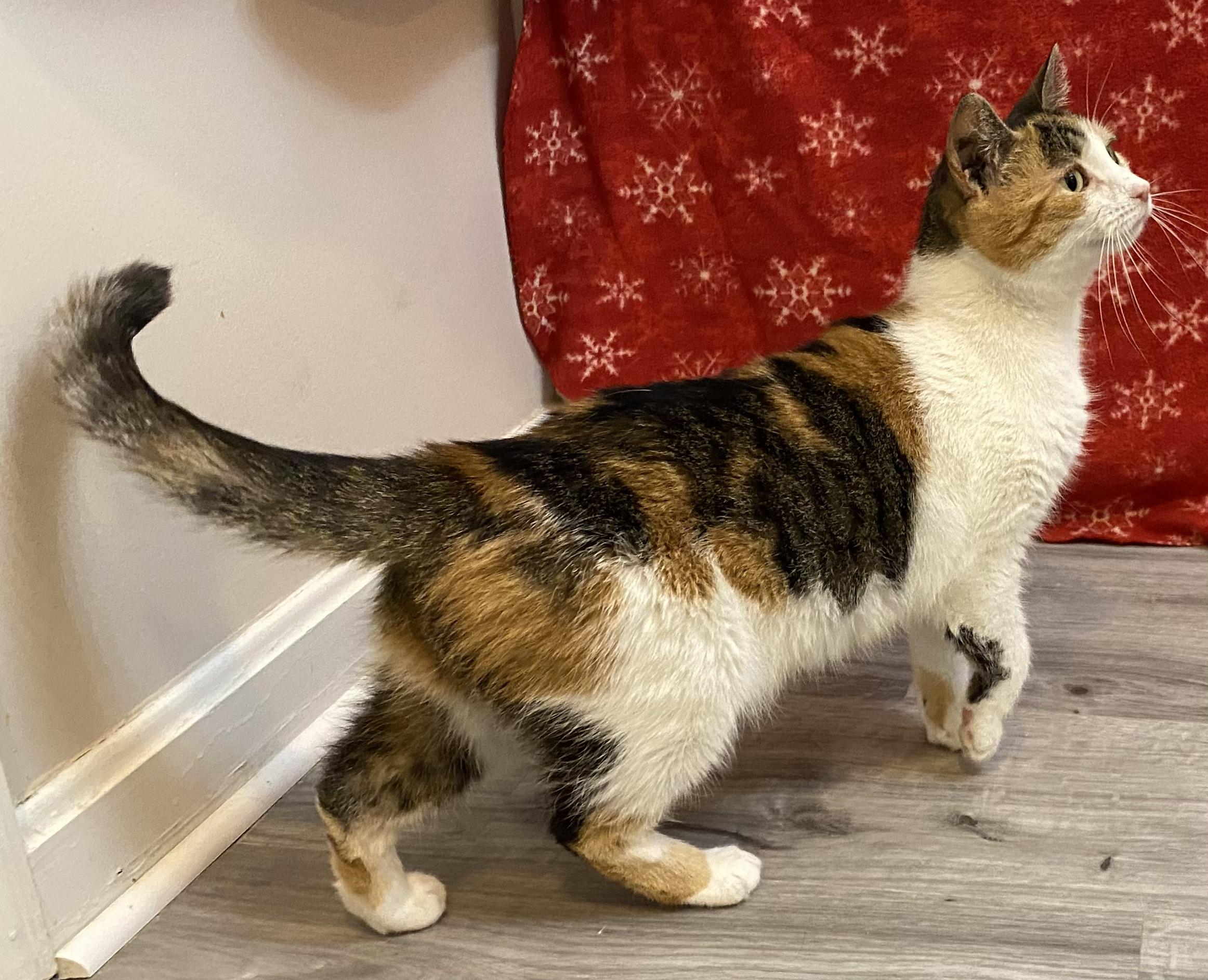 Enlarge Swiss Miss, an adopted Domestic Short Hair in York, PA image 5/6