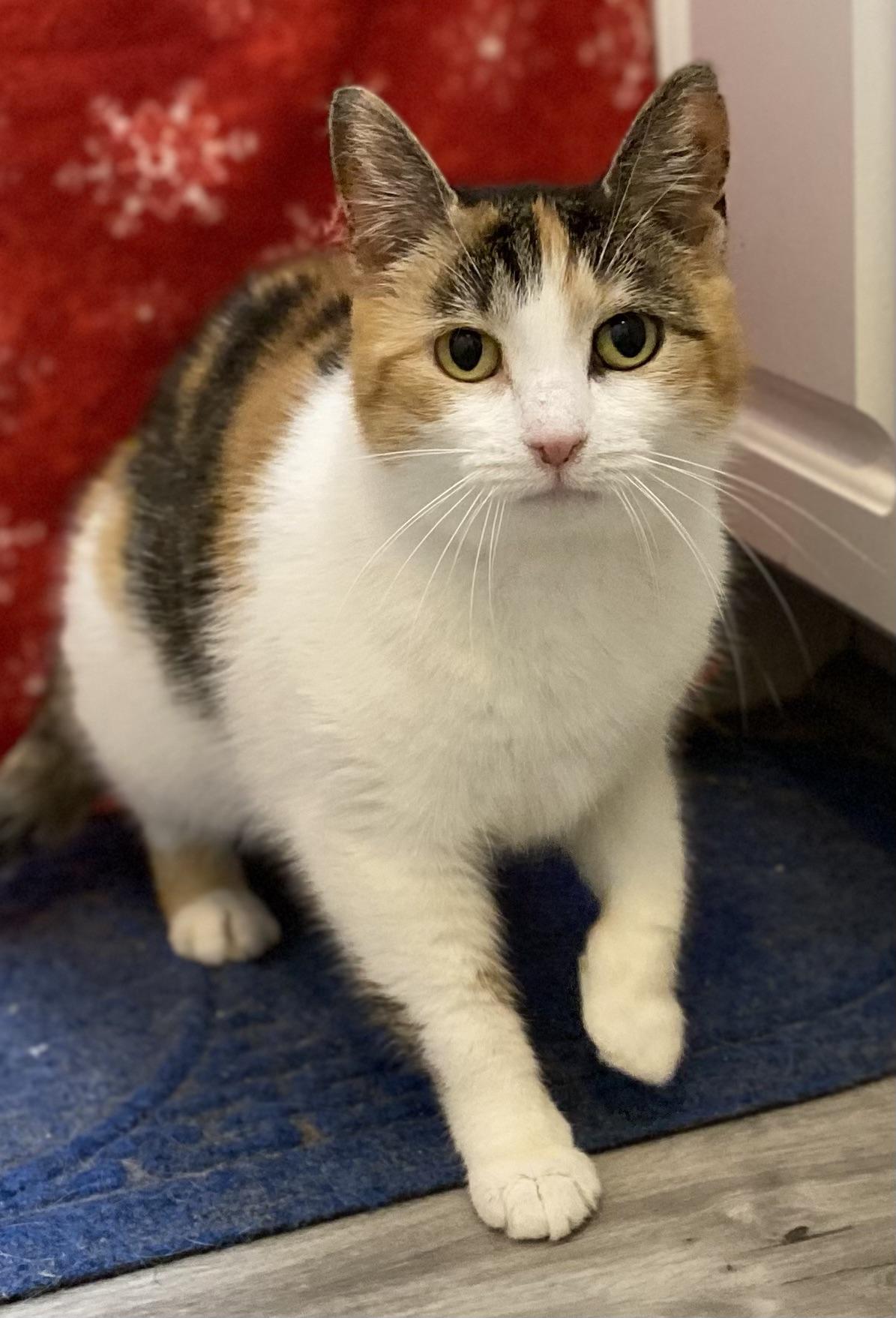 Enlarge Swiss Miss, an adopted Domestic Short Hair in York, PA image 6/6