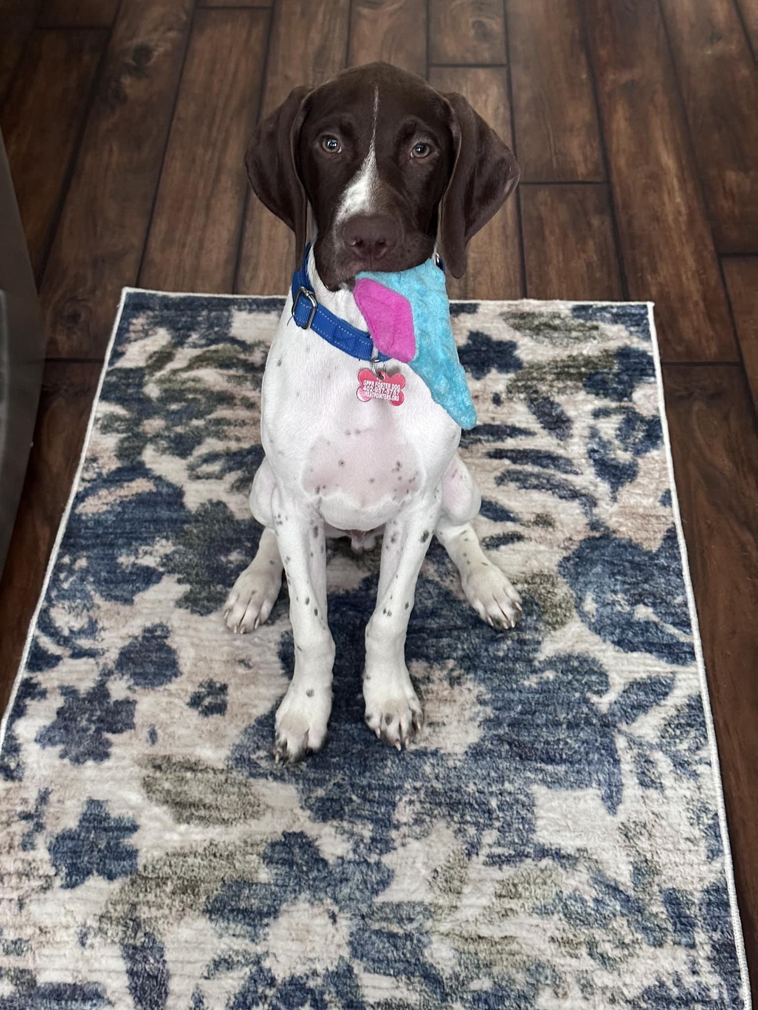 Doug, Adopted, Puppy Male German Shorthaired Pointer.