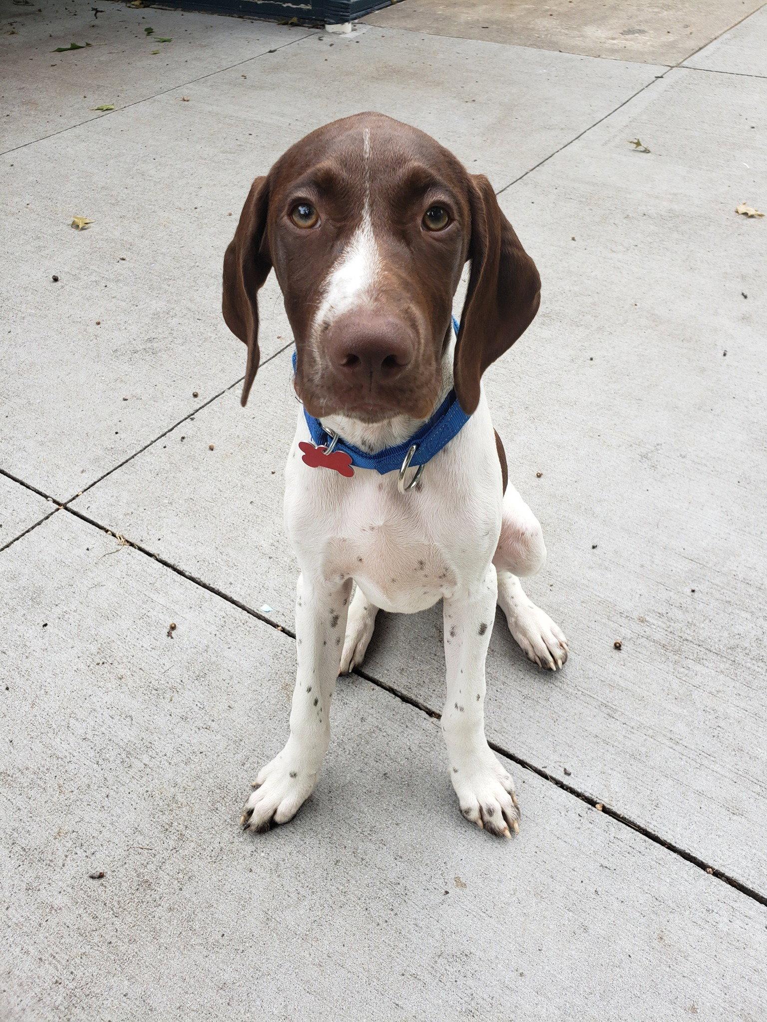 Enlarge Doug, a Adopted German Shorthaired Pointer in Omaha, NE image 2/3