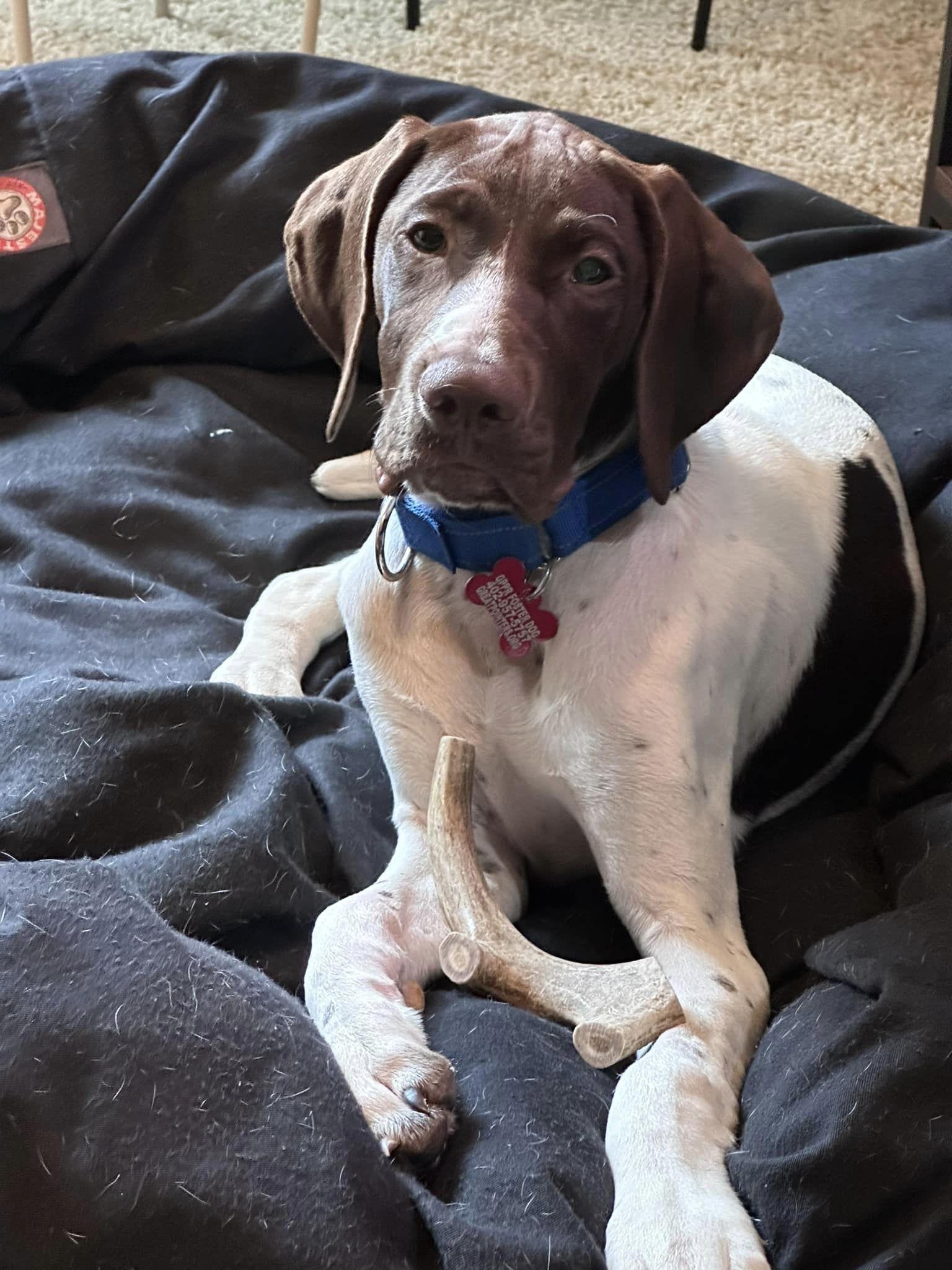 Enlarge Doug, a Adopted German Shorthaired Pointer in Omaha, NE image 3/3
