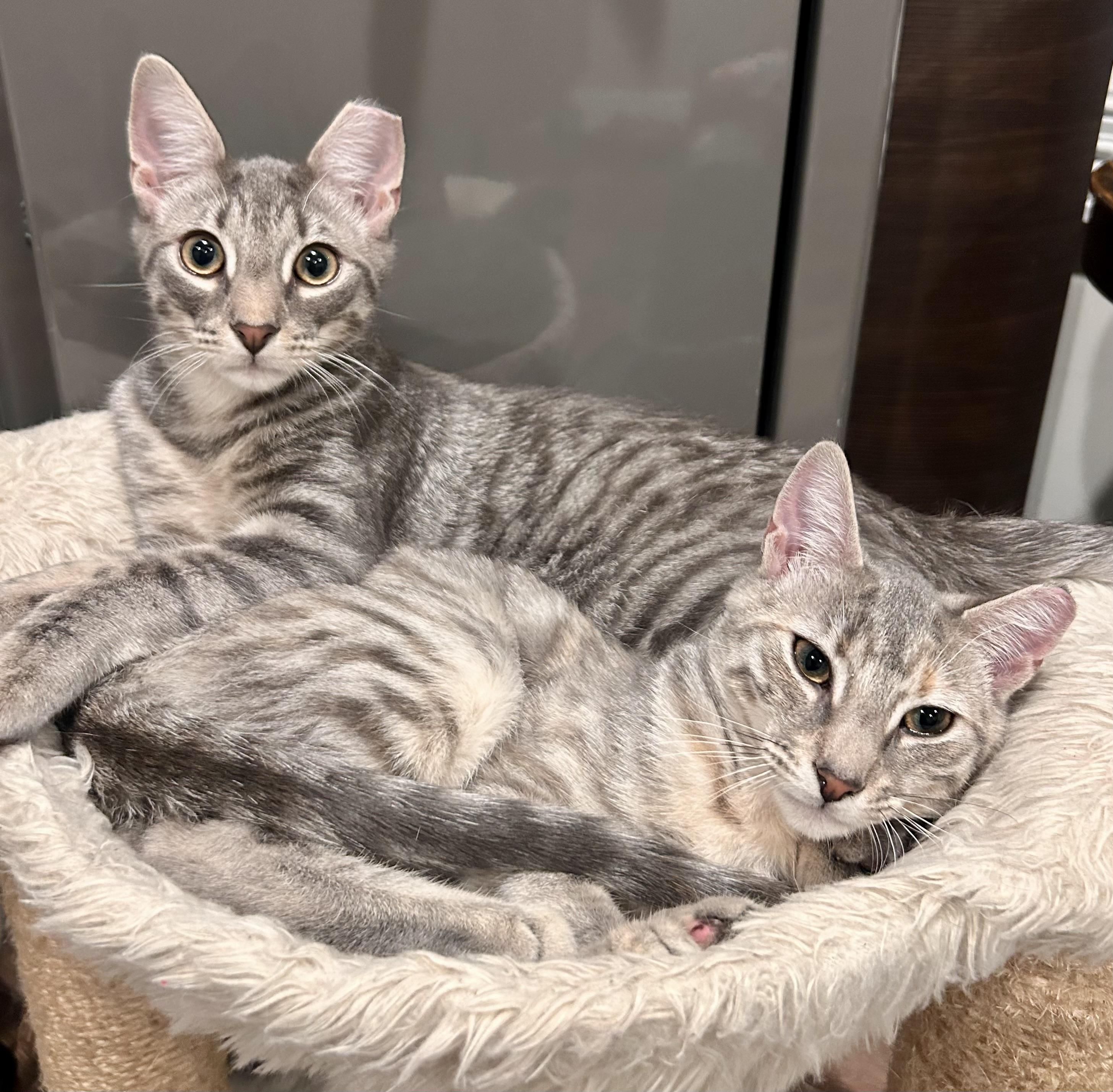 🩶Carrie & Kirby!!!🩶, Adoptable, Young Female Savannah & Tabby.