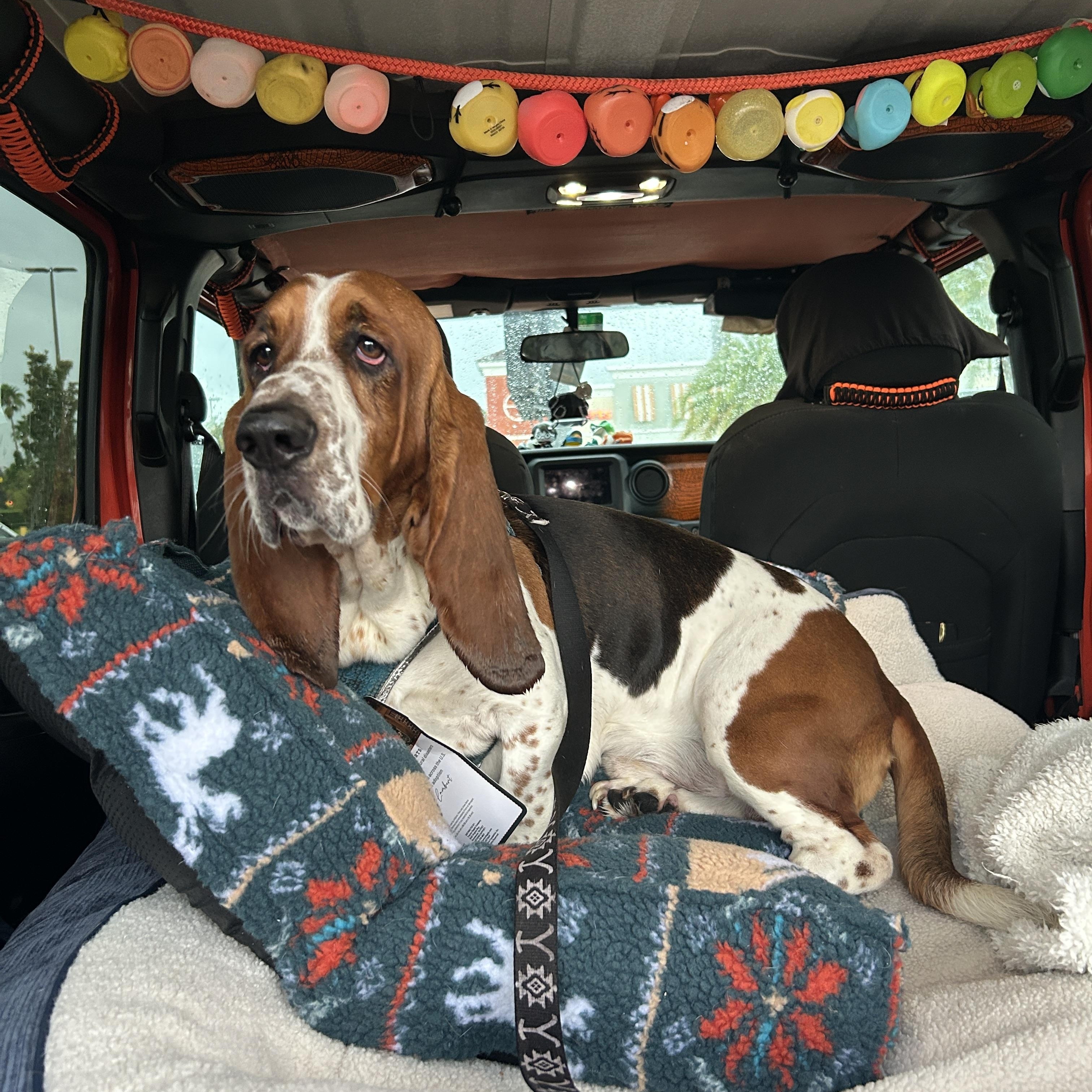 Enlarge Leroy, a Adoptable Basset Hound in Auburndale, FL image 3/3
