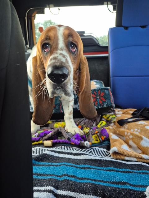 Enlarge Leroy, a Adoptable Basset Hound in Auburndale, FL image 2/3