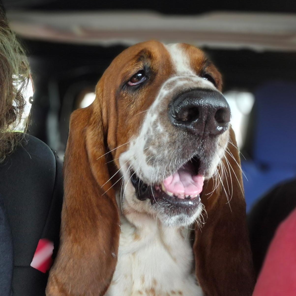 Enlarge Leroy, a Adoptable Basset Hound in Auburndale, FL image 1/3
