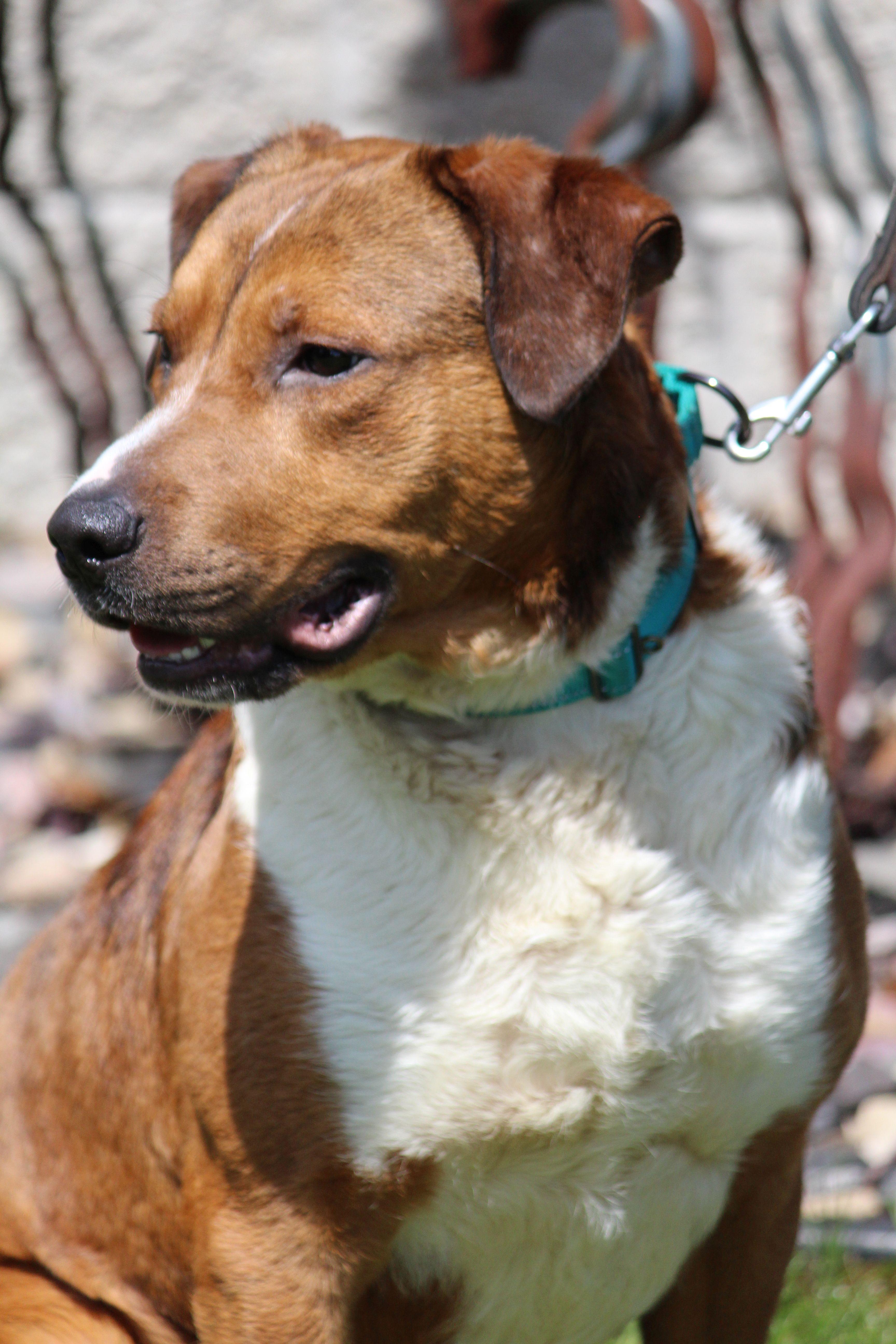 Cisco, a ADOPTABLE mixed breed in Portage, WI image 4/6