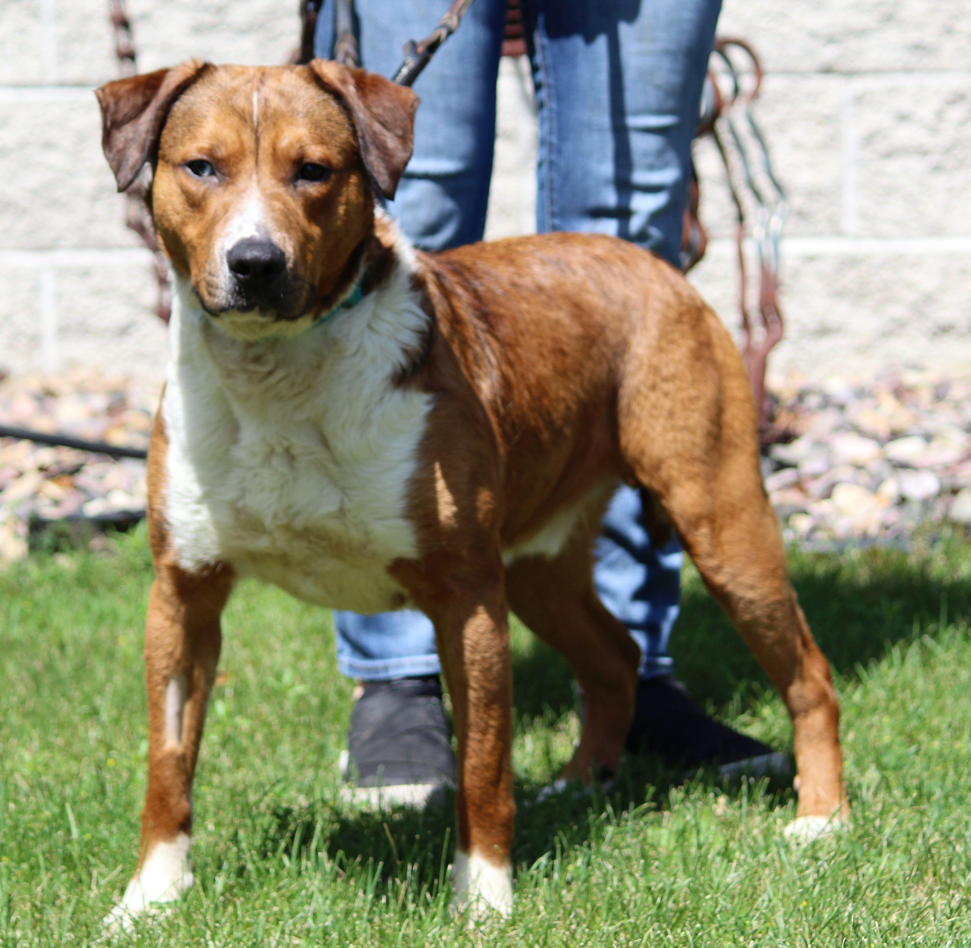 Cisco, ADOPTABLE, Young Male Mixed Breed.