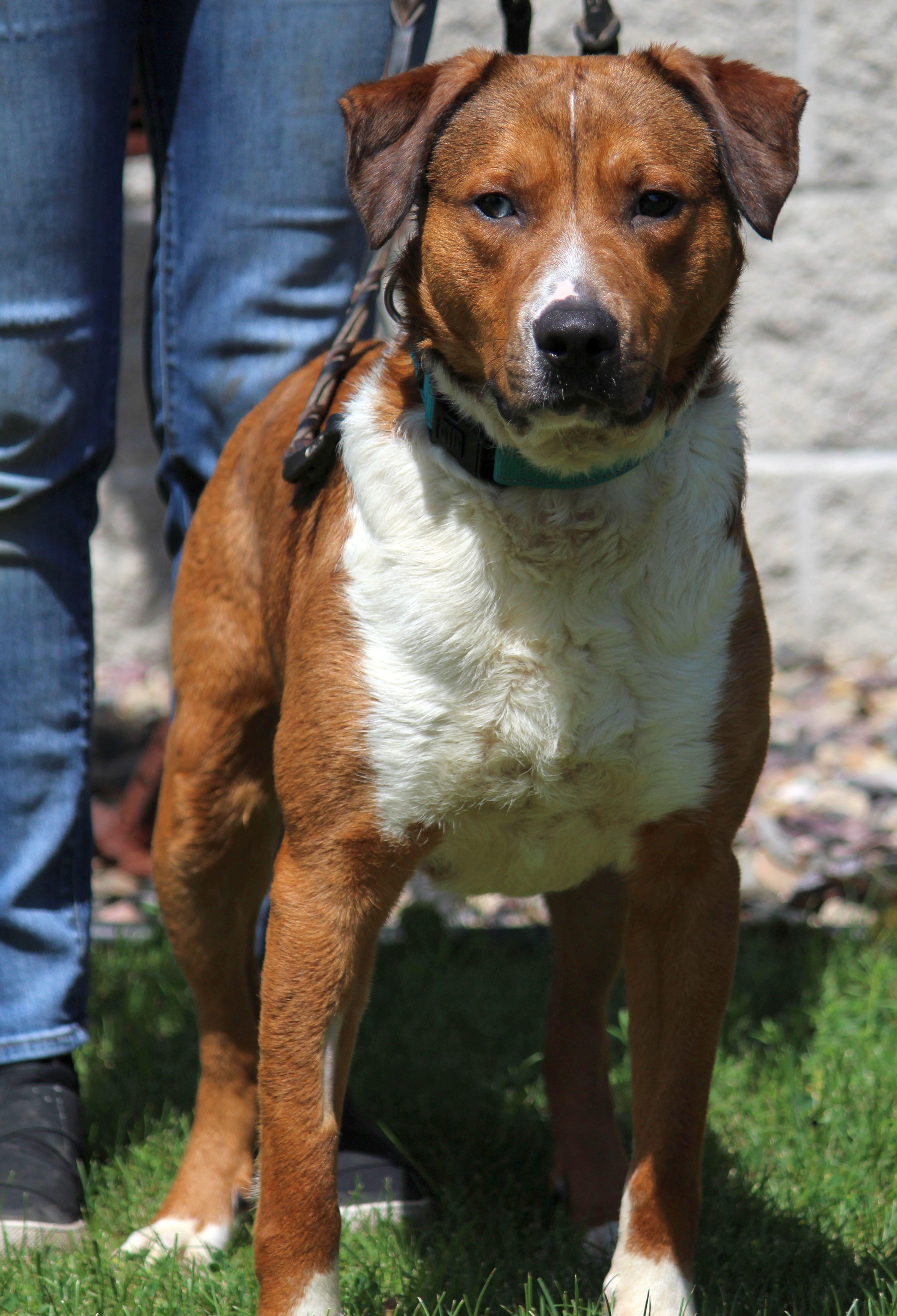 Cisco, a ADOPTABLE mixed breed in Portage, WI image 2/6