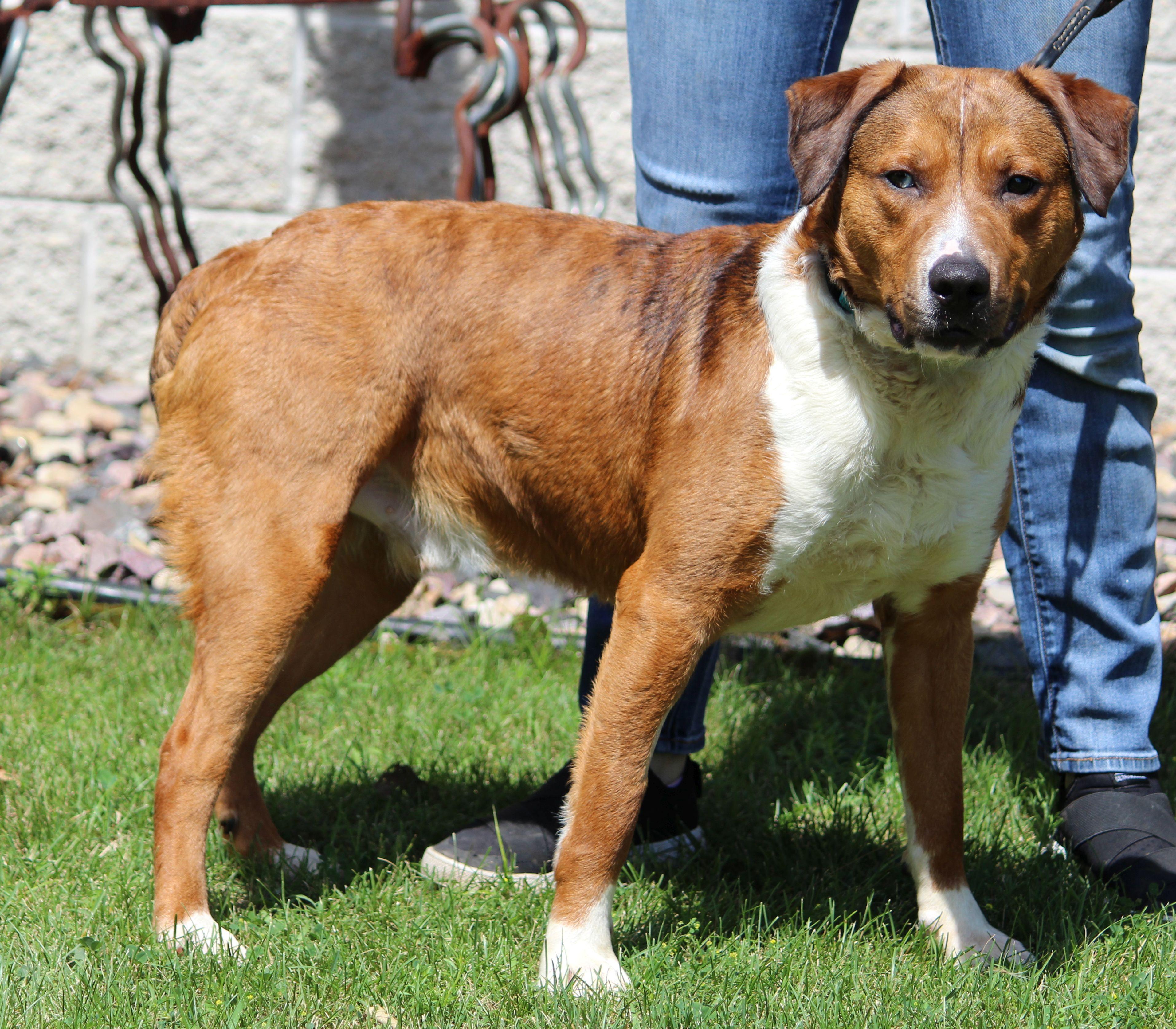 Cisco, a ADOPTABLE mixed breed in Portage, WI image 3/6