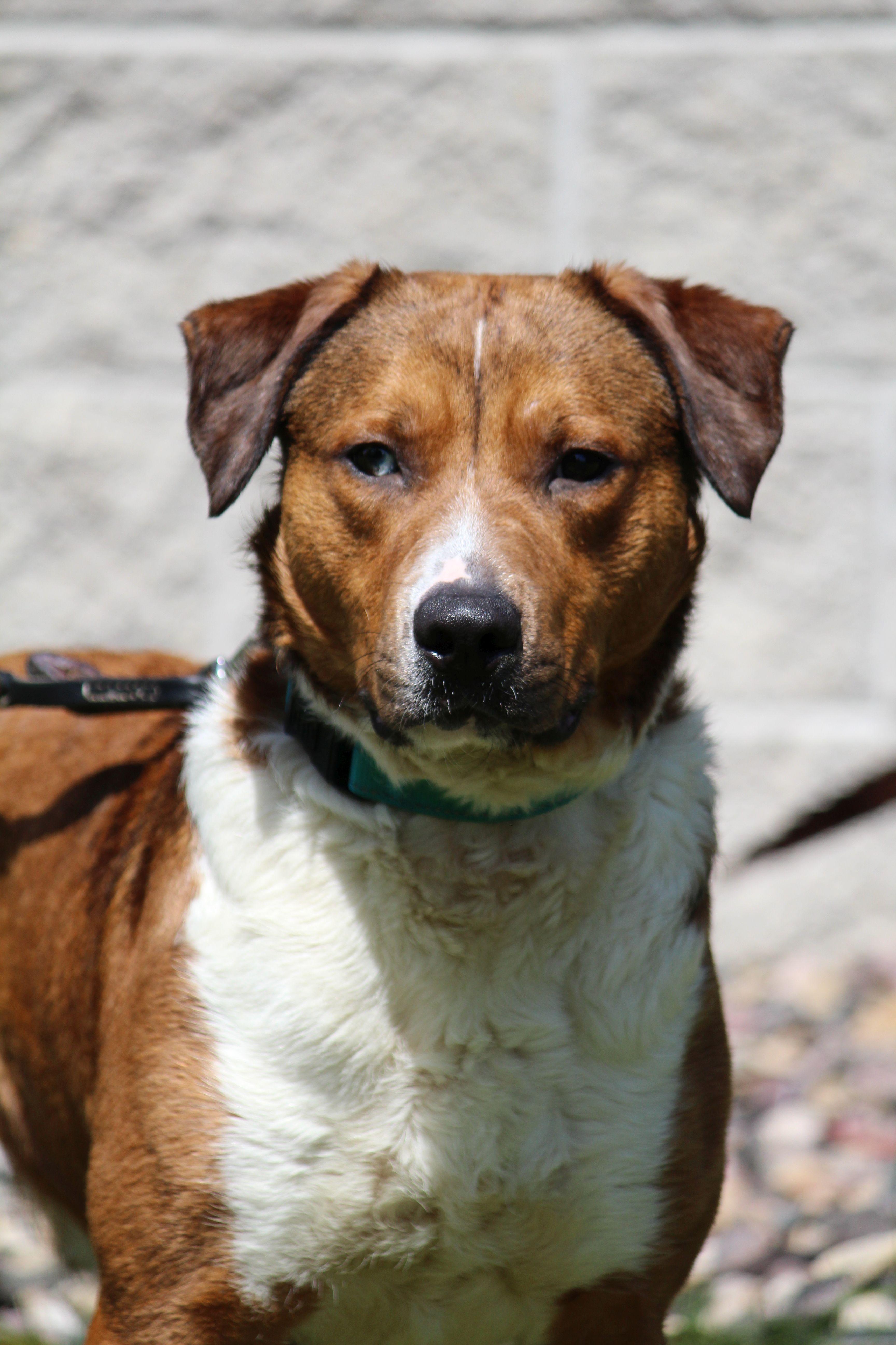 Cisco, a ADOPTABLE mixed breed in Portage, WI image 6/6