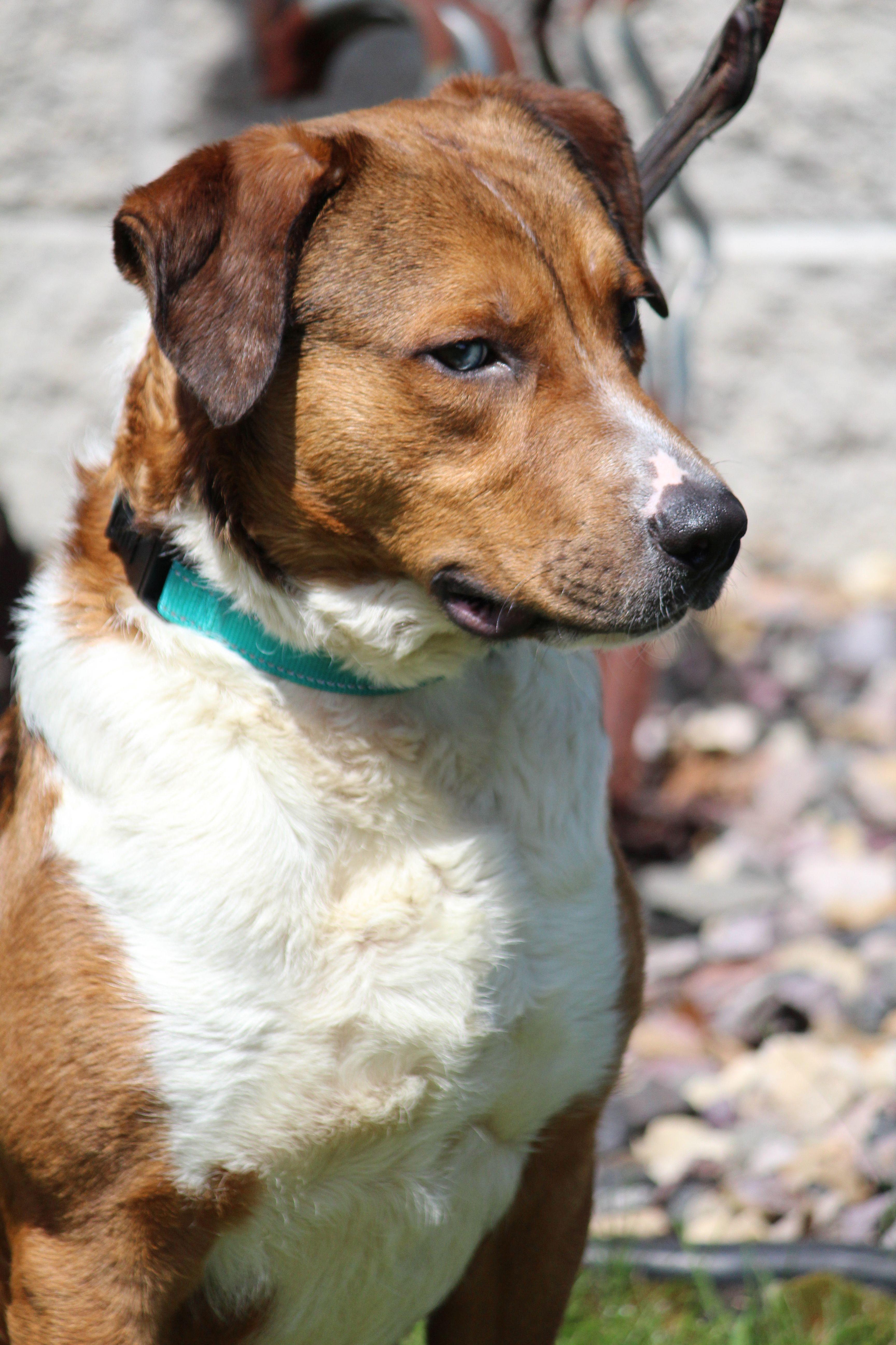 Cisco, a ADOPTABLE mixed breed in Portage, WI image 5/6