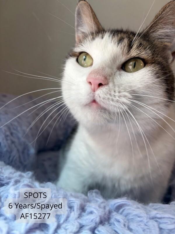 Spots, Adoptable, Adult Female Domestic Short Hair.
