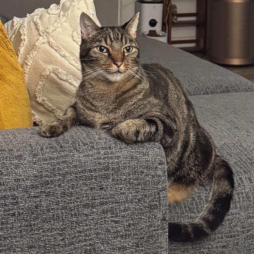 Sesame, Adoptable, Adult Male Domestic Short Hair.