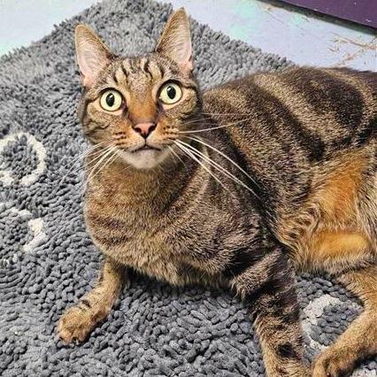 Sesame, a Adoptable mixed breed in Woodinville, WA image 2/6