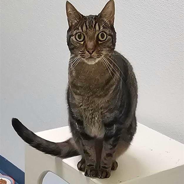 Sesame, a Adoptable mixed breed in Woodinville, WA image 3/6