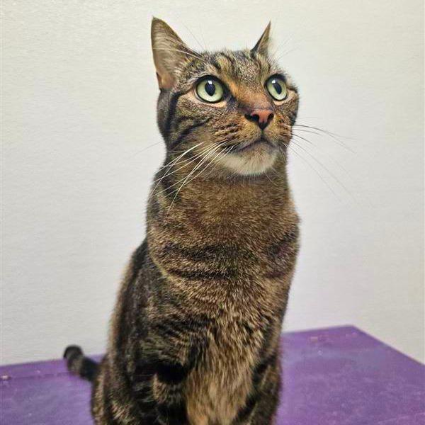 Sesame, a Adoptable mixed breed in Woodinville, WA image 4/6