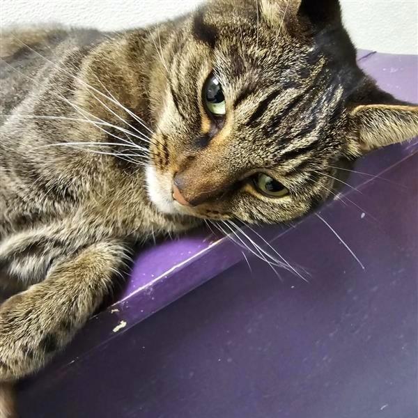 Sesame, a Adoptable mixed breed in Woodinville, WA image 5/6