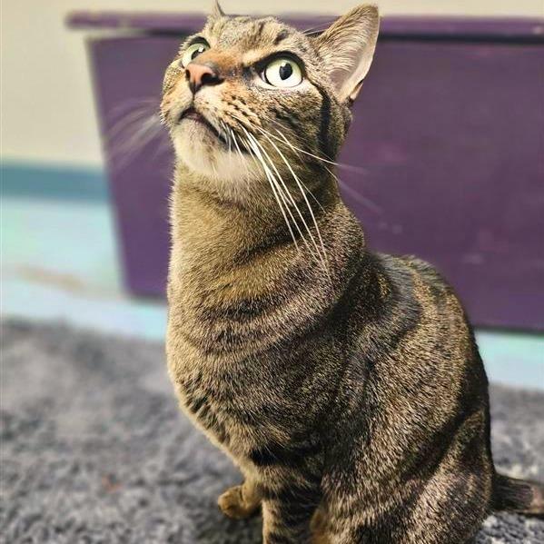 Sesame, a Adoptable mixed breed in Woodinville, WA image 6/6