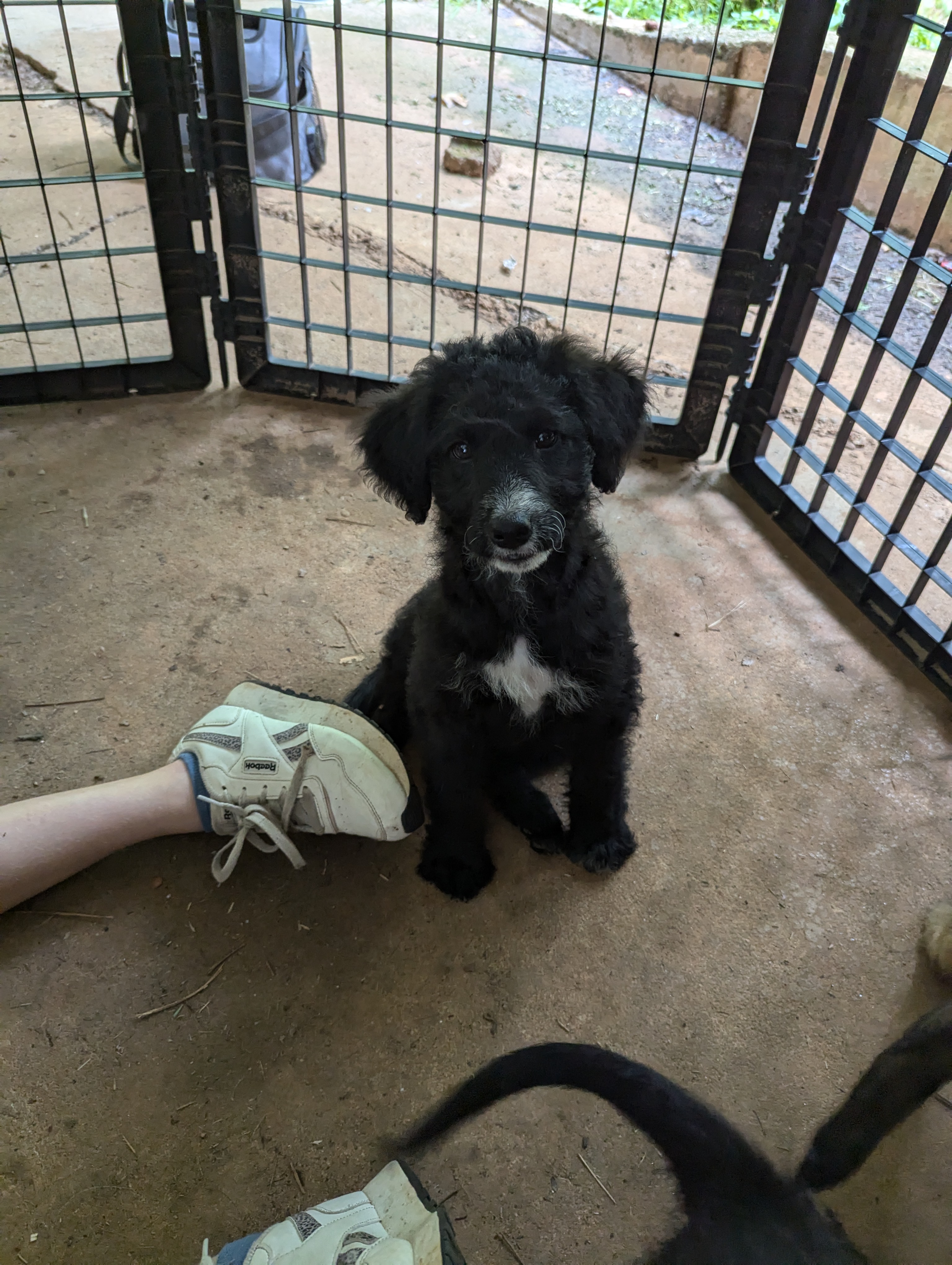 June, Adopted, Puppy Female Goldendoodle.
