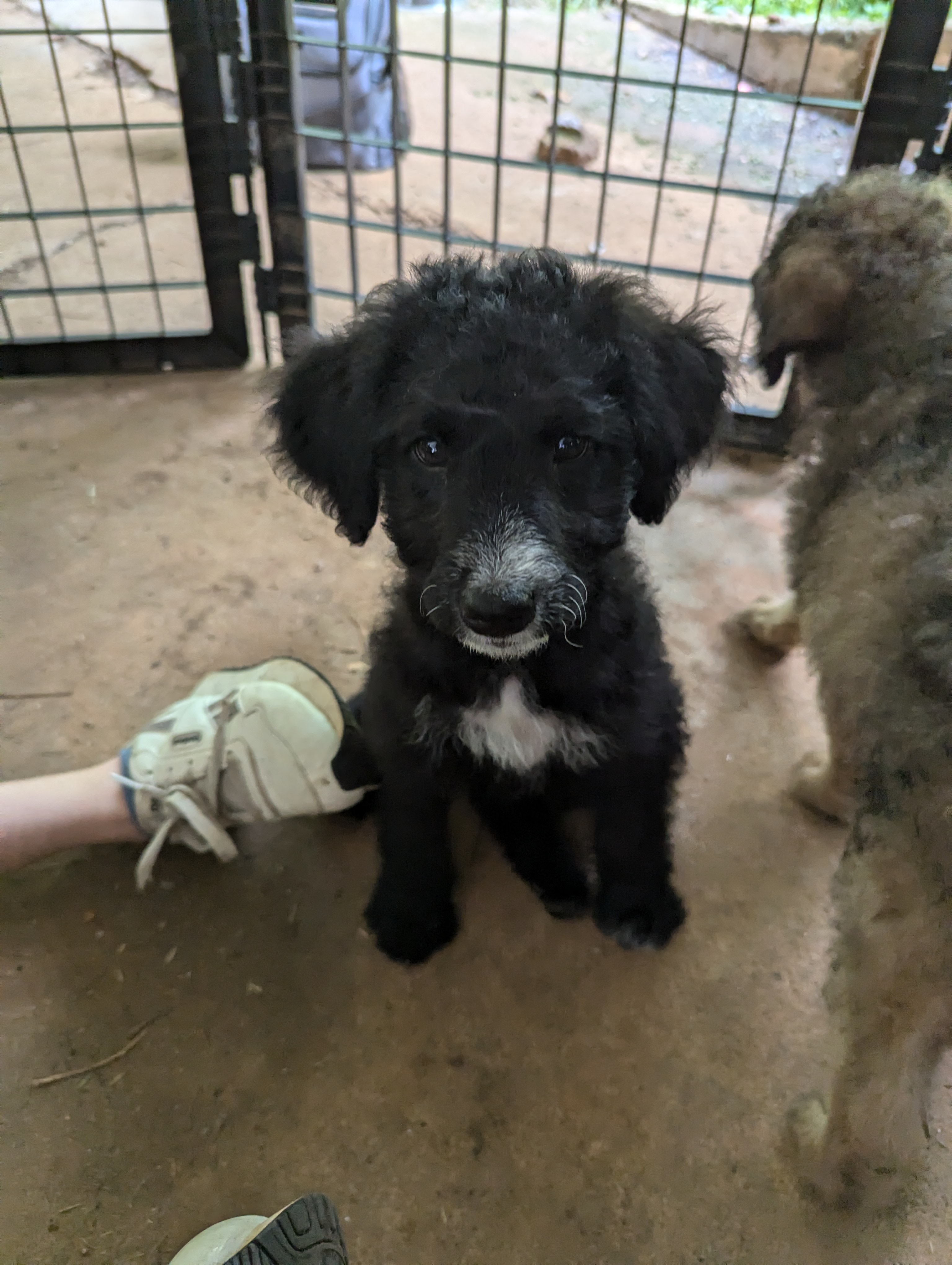Enlarge June, a Adopted Goldendoodle in Greenville, SC image 2/4