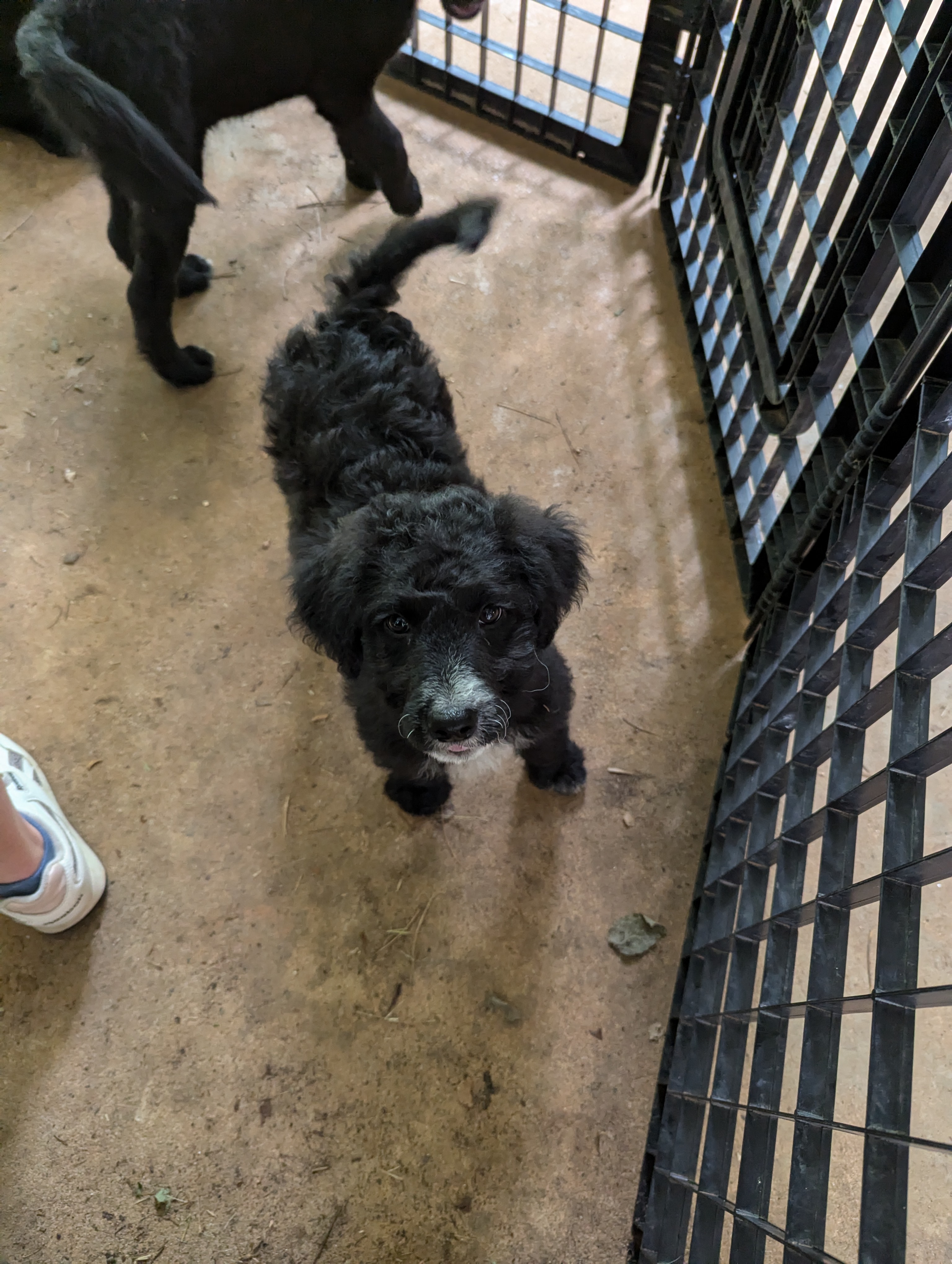 Enlarge June, a Adopted Goldendoodle in Greenville, SC image 3/4