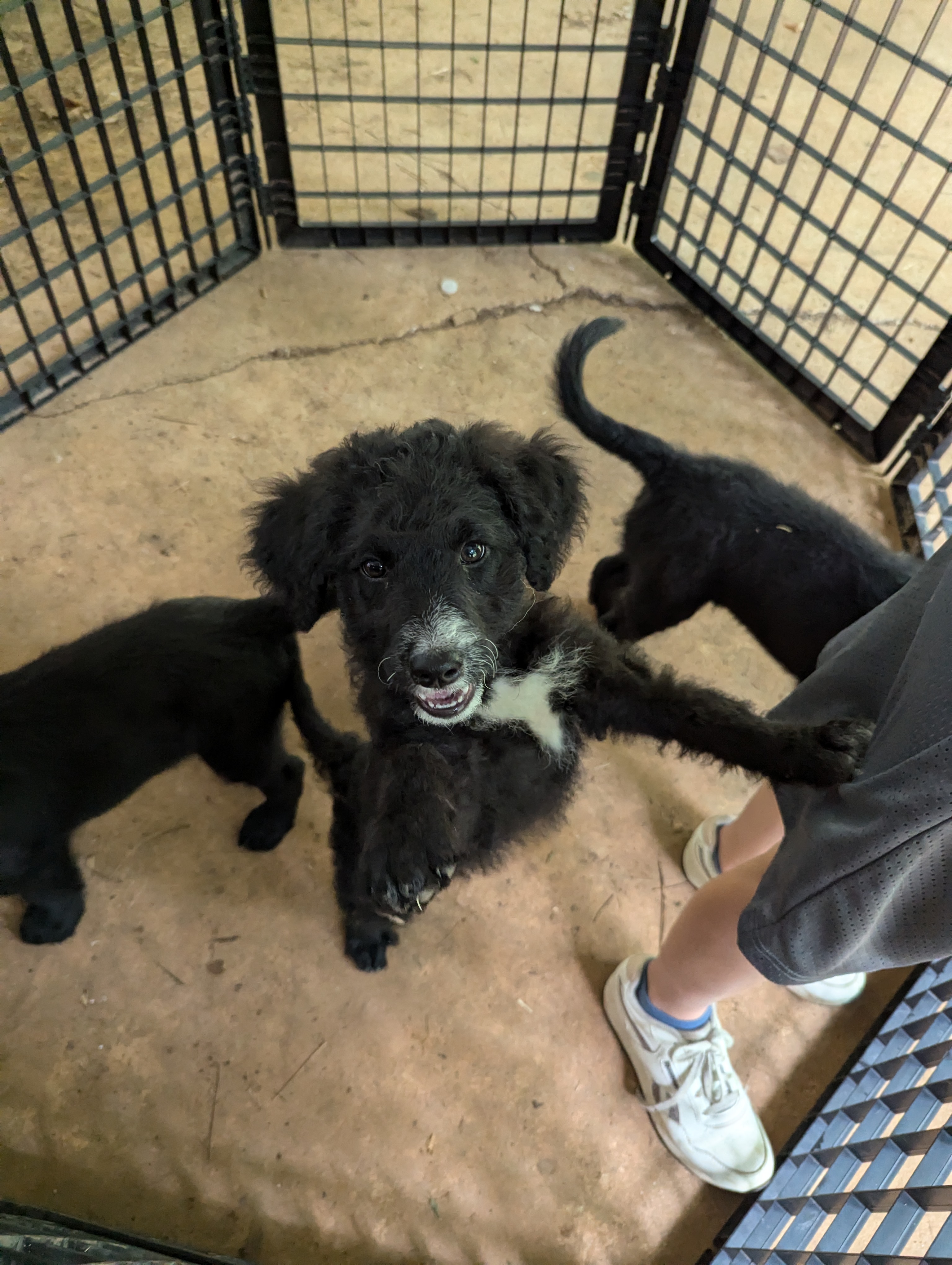 Enlarge June, a Adopted Goldendoodle in Greenville, SC image 4/4