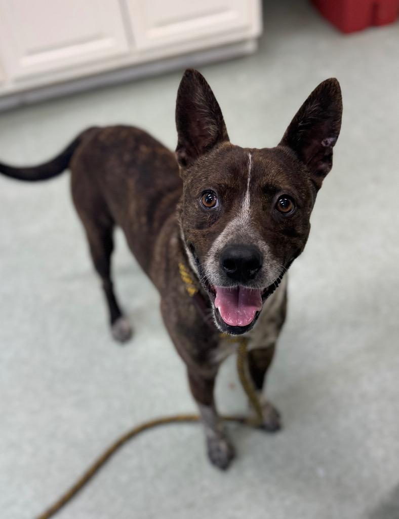 Kevin, Adoptable, Young Male Mixed Breed.