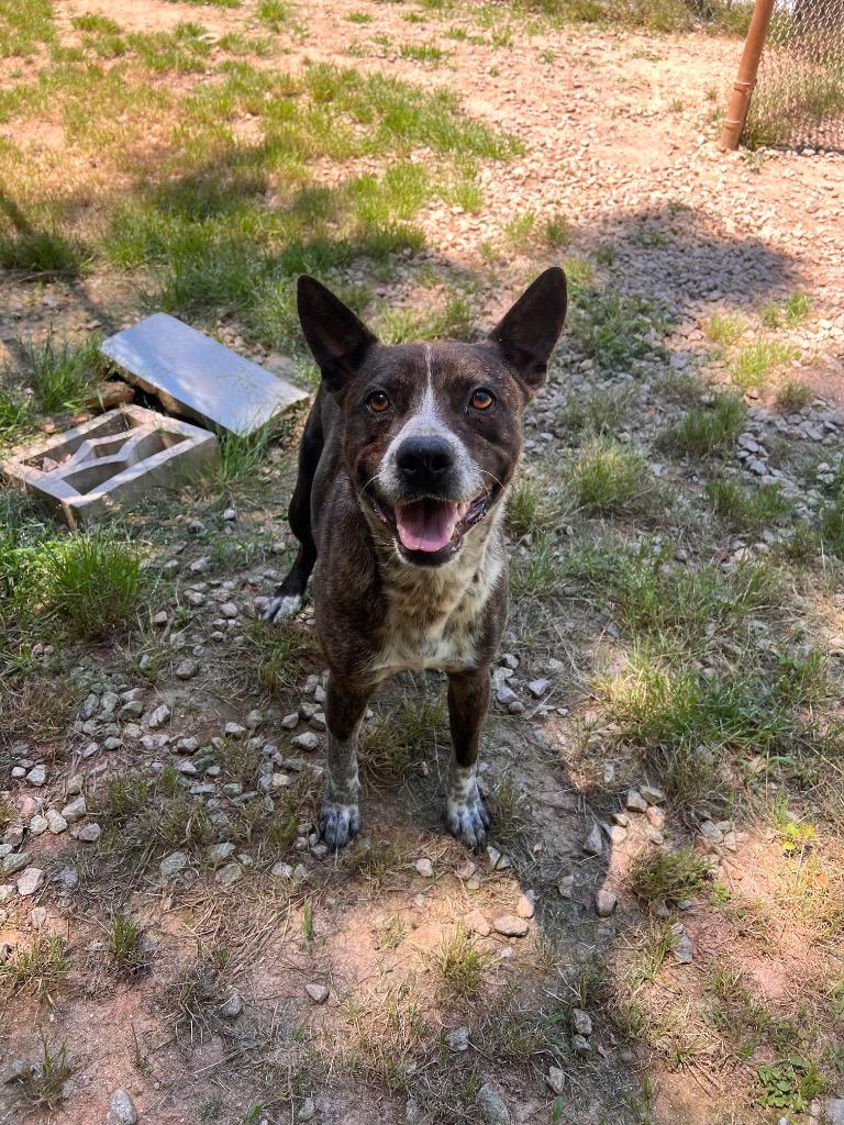 Enlarge Kevin, a Adoptable Mixed Breed in Danielsville, GA image 2/3