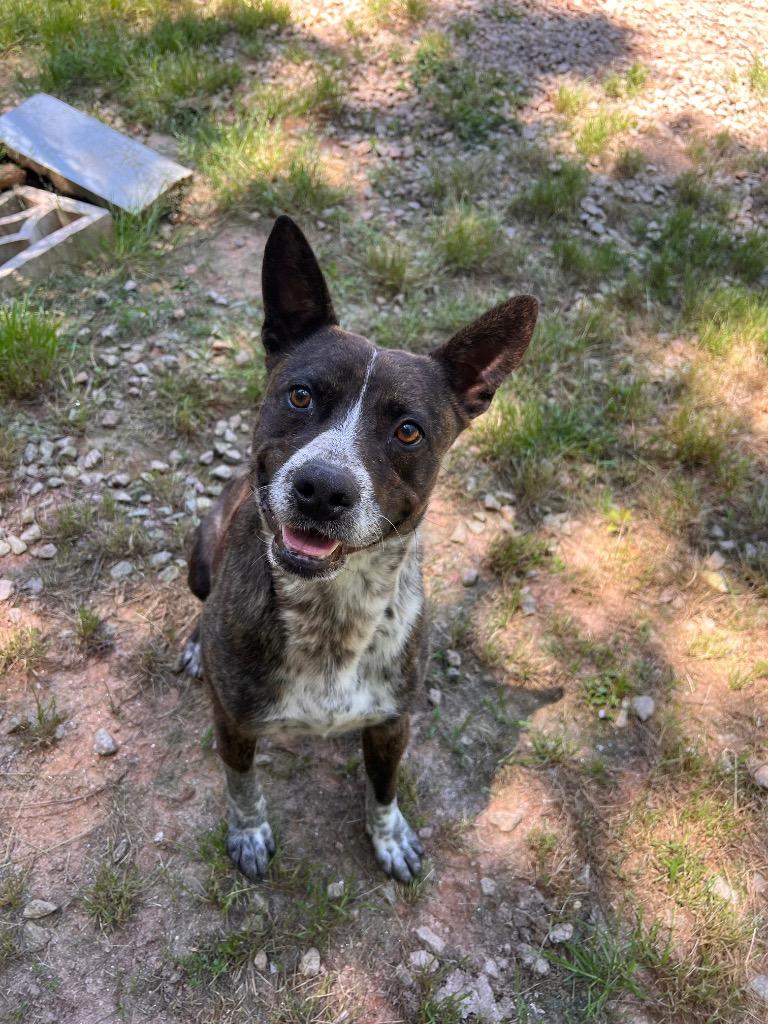 Enlarge Kevin, a Adoptable Mixed Breed in Danielsville, GA image 3/3
