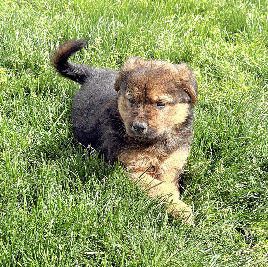 Enlarge Clementine, a ADOPTABLE mixed breed in Boston, MA image 2/6