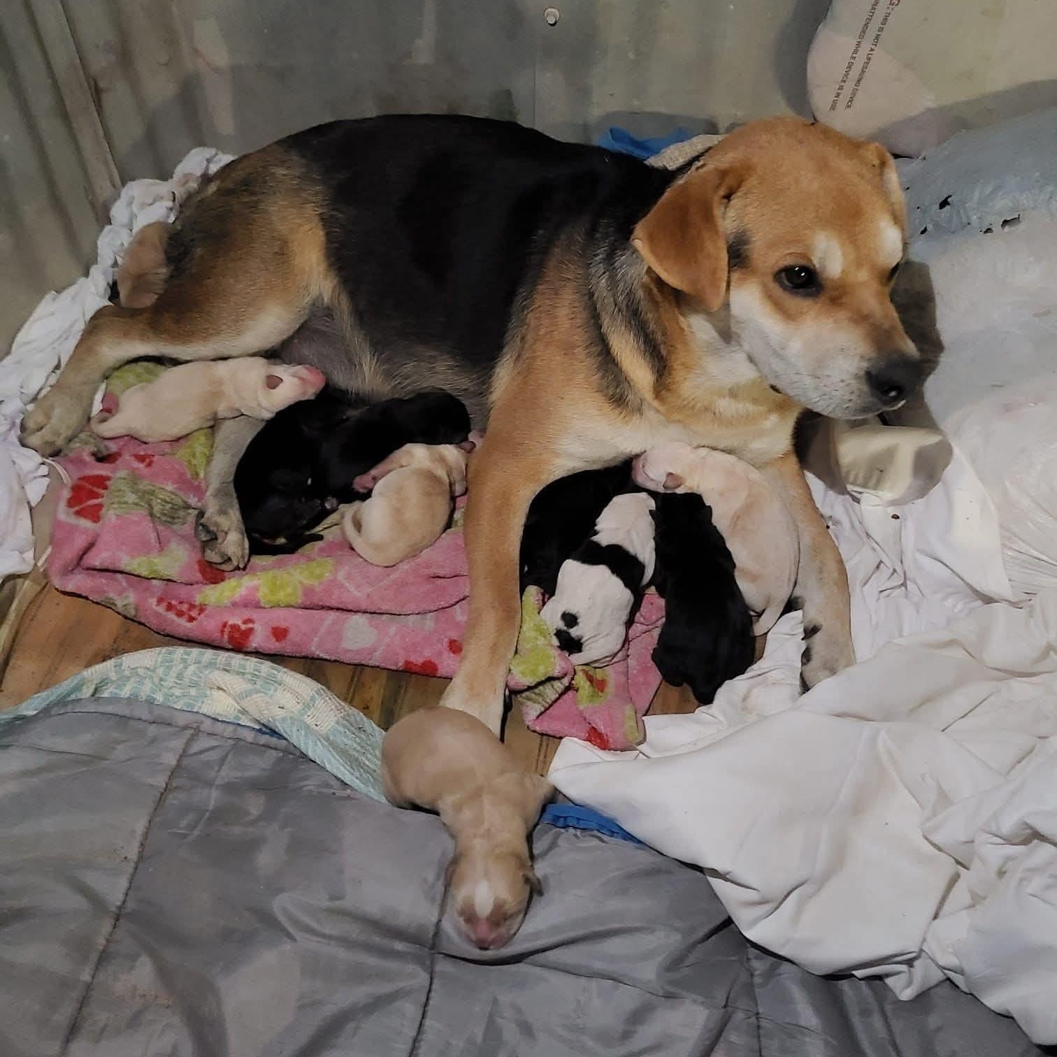 Enlarge Clementine, a ADOPTABLE mixed breed in Boston, MA image 3/6