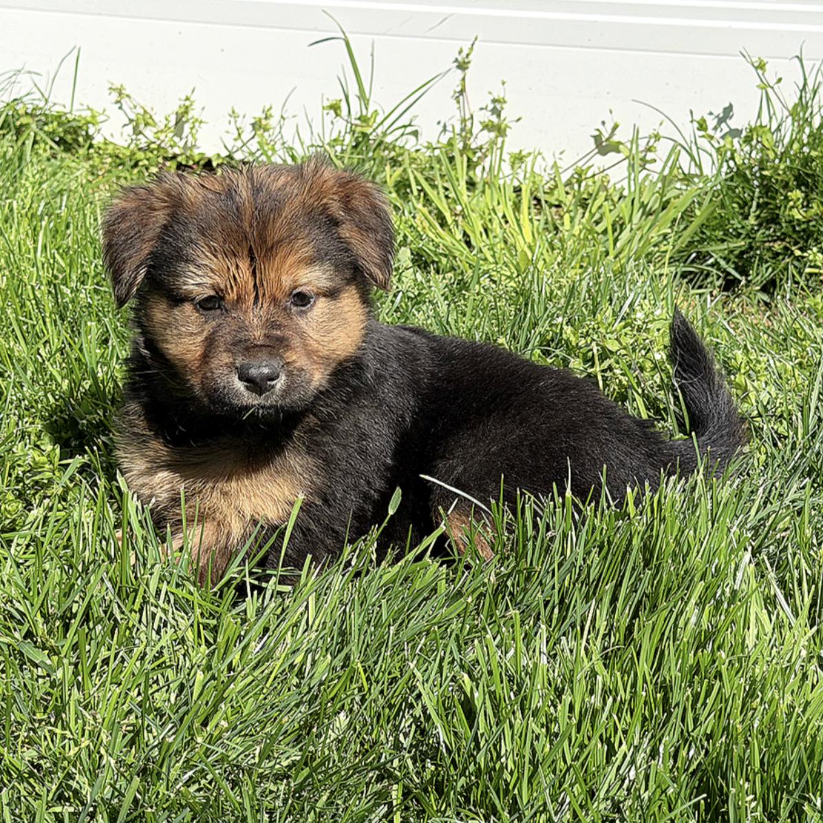 Enlarge Clementine, a ADOPTABLE mixed breed in Boston, MA image 1/6