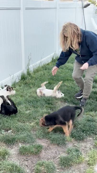 Enlarge Clementine, a ADOPTABLE mixed breed in Boston, MA video 6/6