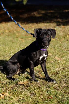 Lana, a Adoptable Mixed Breed in Cincinnati, OH image 1/3