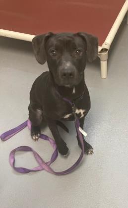 Lana, a Adoptable Mixed Breed in Cincinnati, OH image 2/3