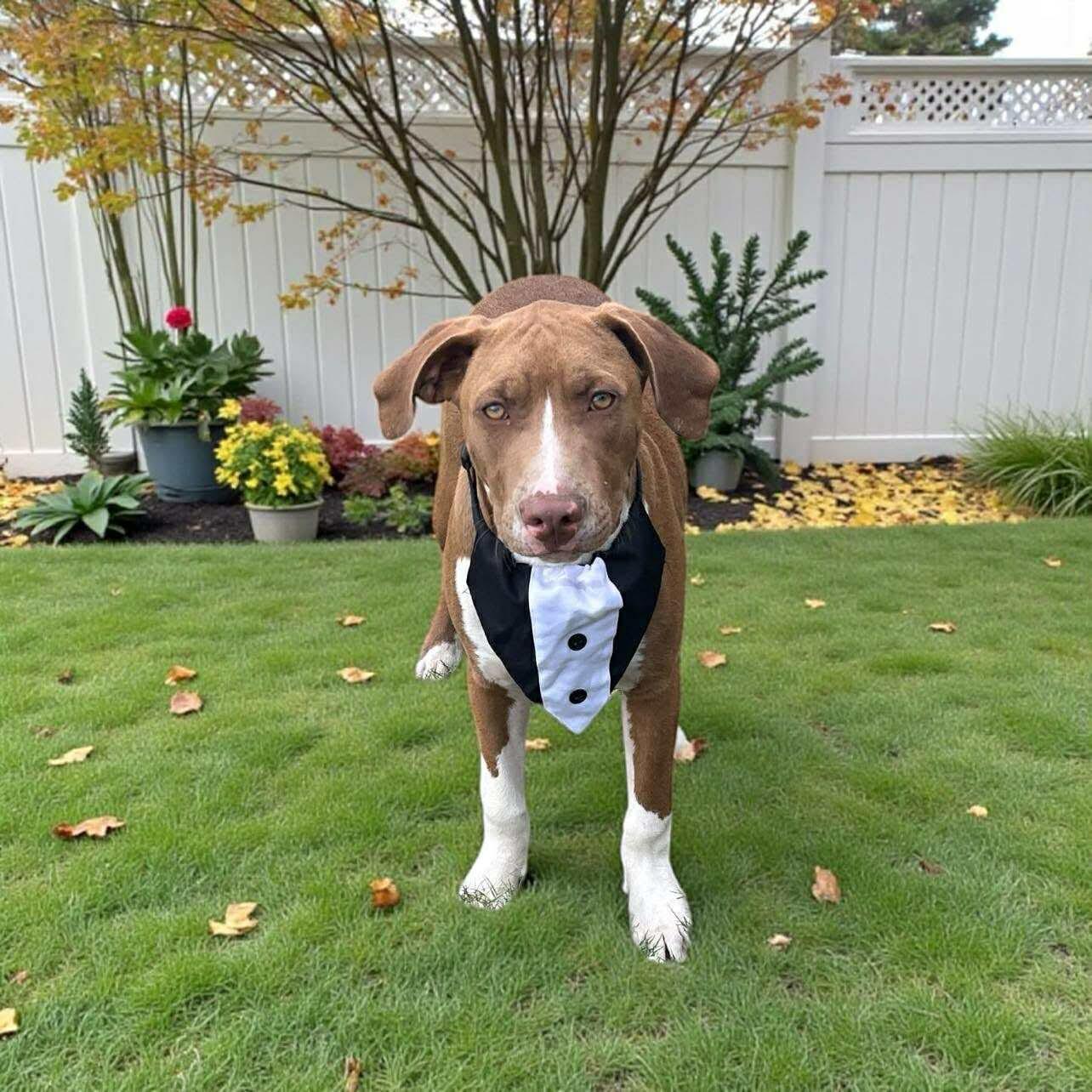 Enlarge Poker, a Adoptable mixed breed in Lenexa, KS image 6/6