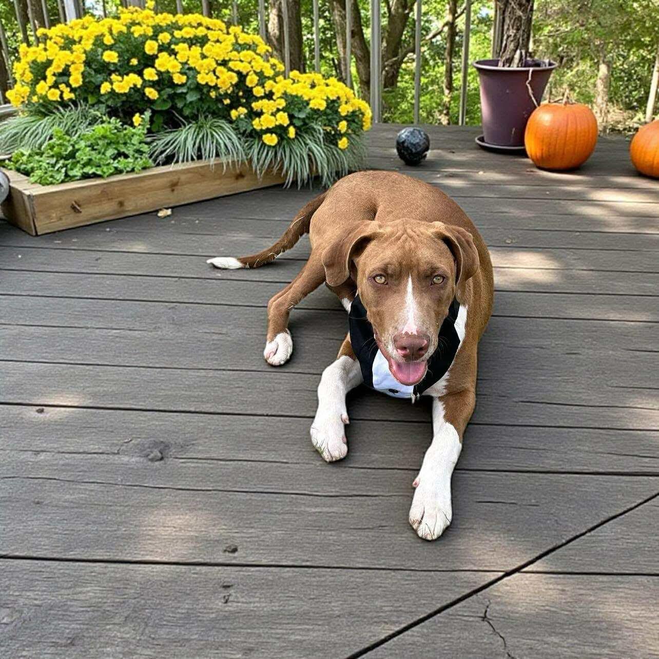 Enlarge Poker, a Adoptable mixed breed in Lenexa, KS image 4/6