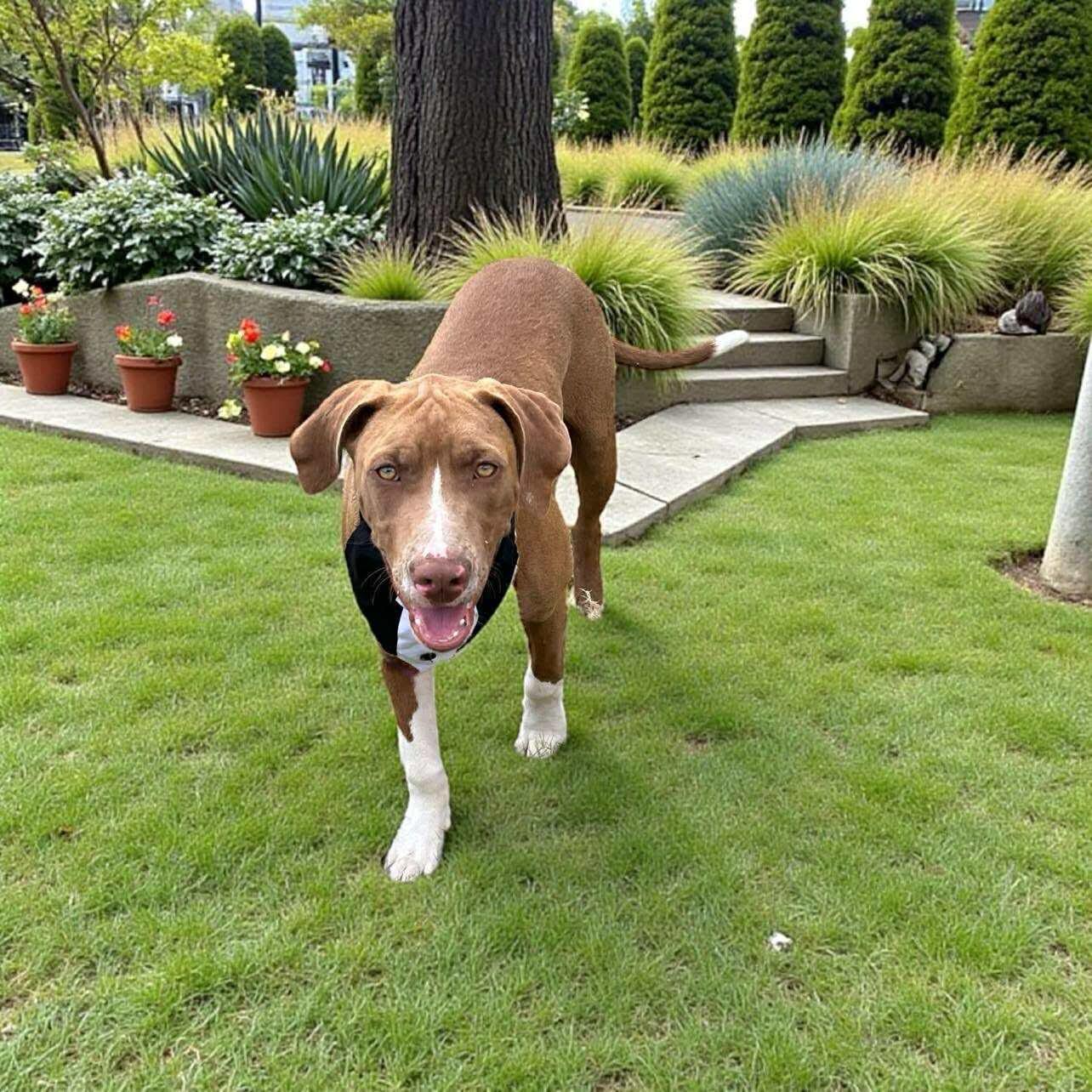 Enlarge Poker, a Adoptable mixed breed in Lenexa, KS image 5/6