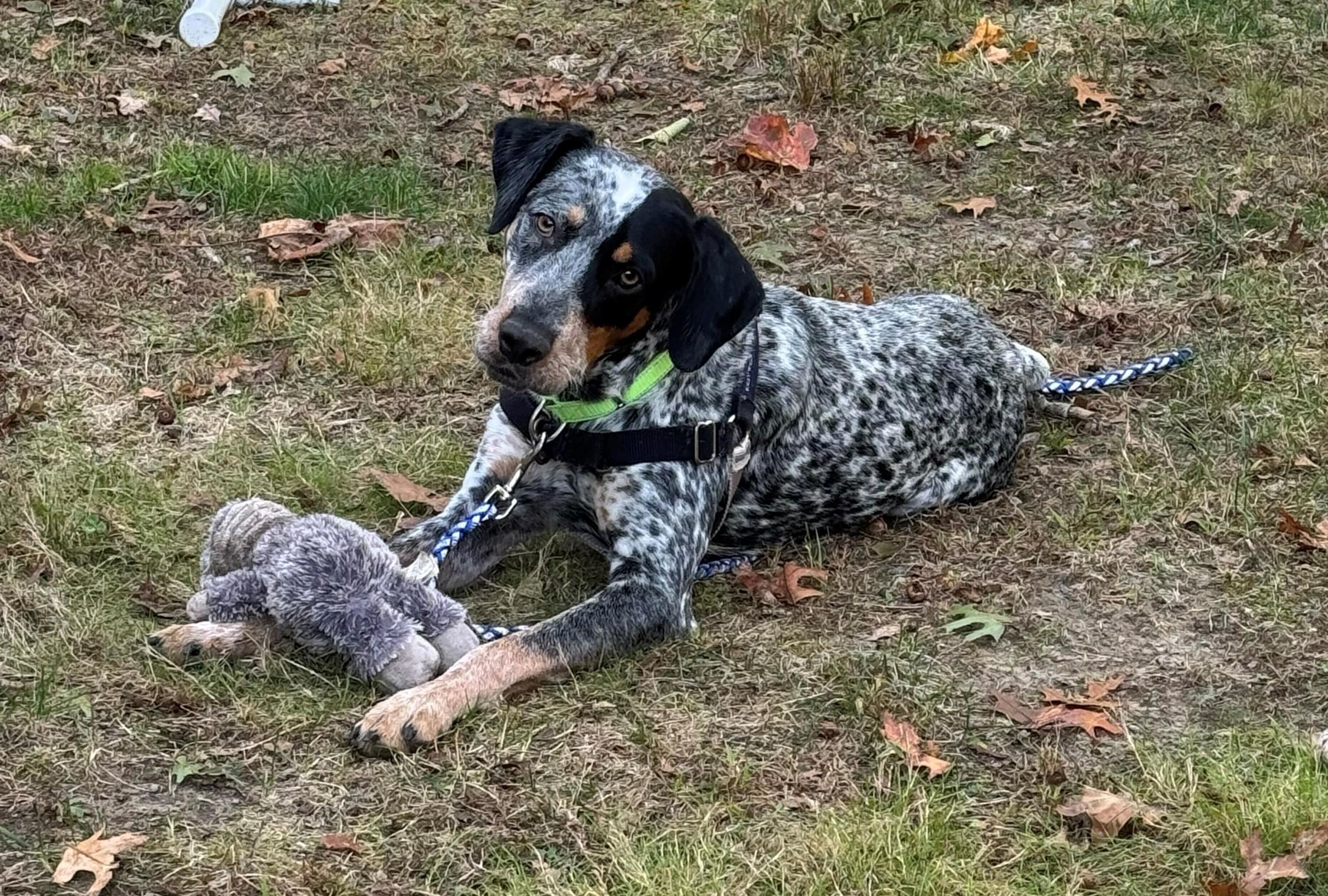 Waylon