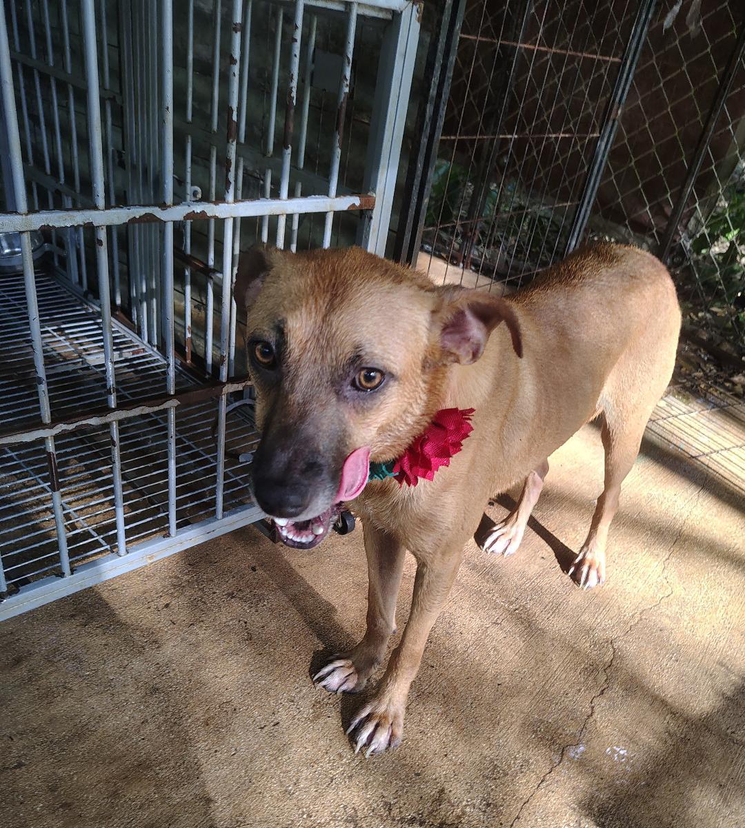 Rubi, a Adoptable mixed breed in Albion, NY image 1/2