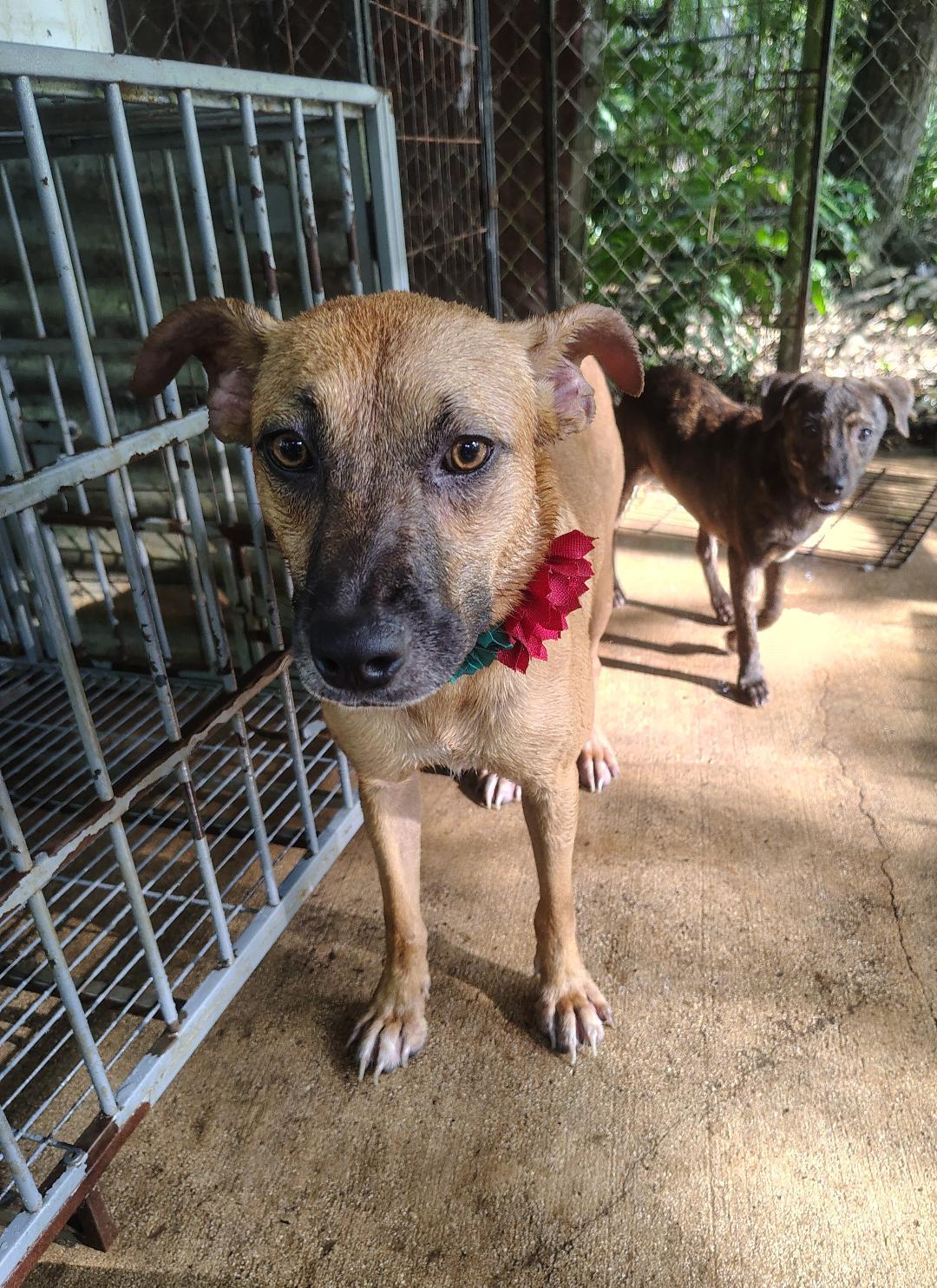 Rubi, a Adoptable mixed breed in Albion, NY image 2/2