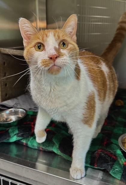Enlarge BiBi, a ADOPTABLE Domestic Short Hair in Missoula, MT image 2/2